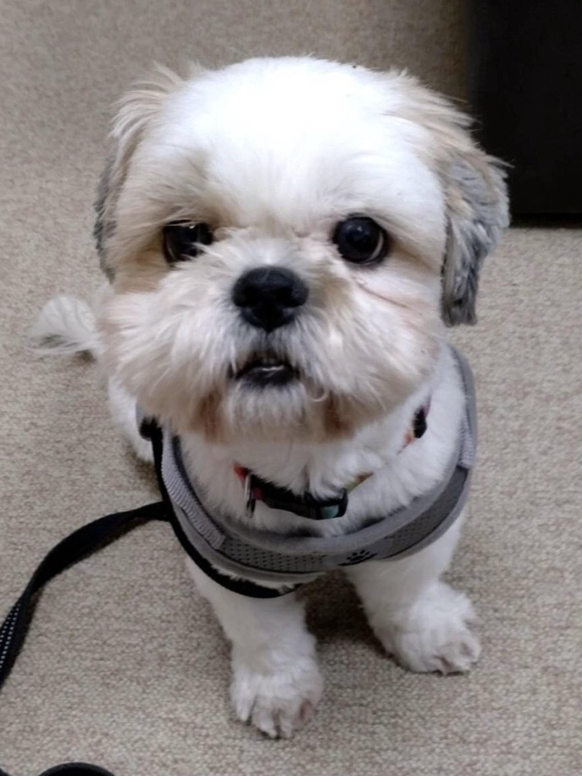 pet-image-3