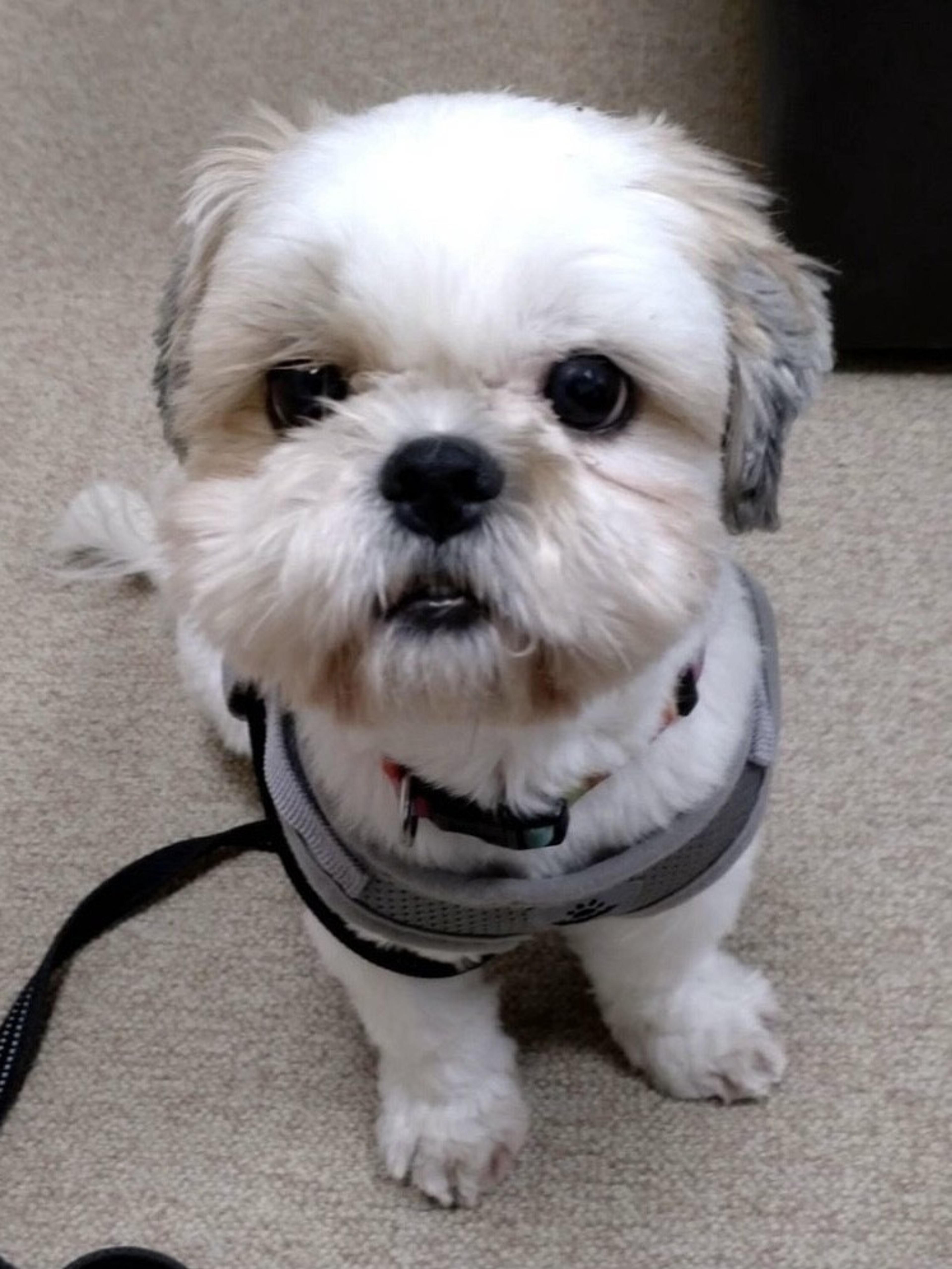 pet-image-3