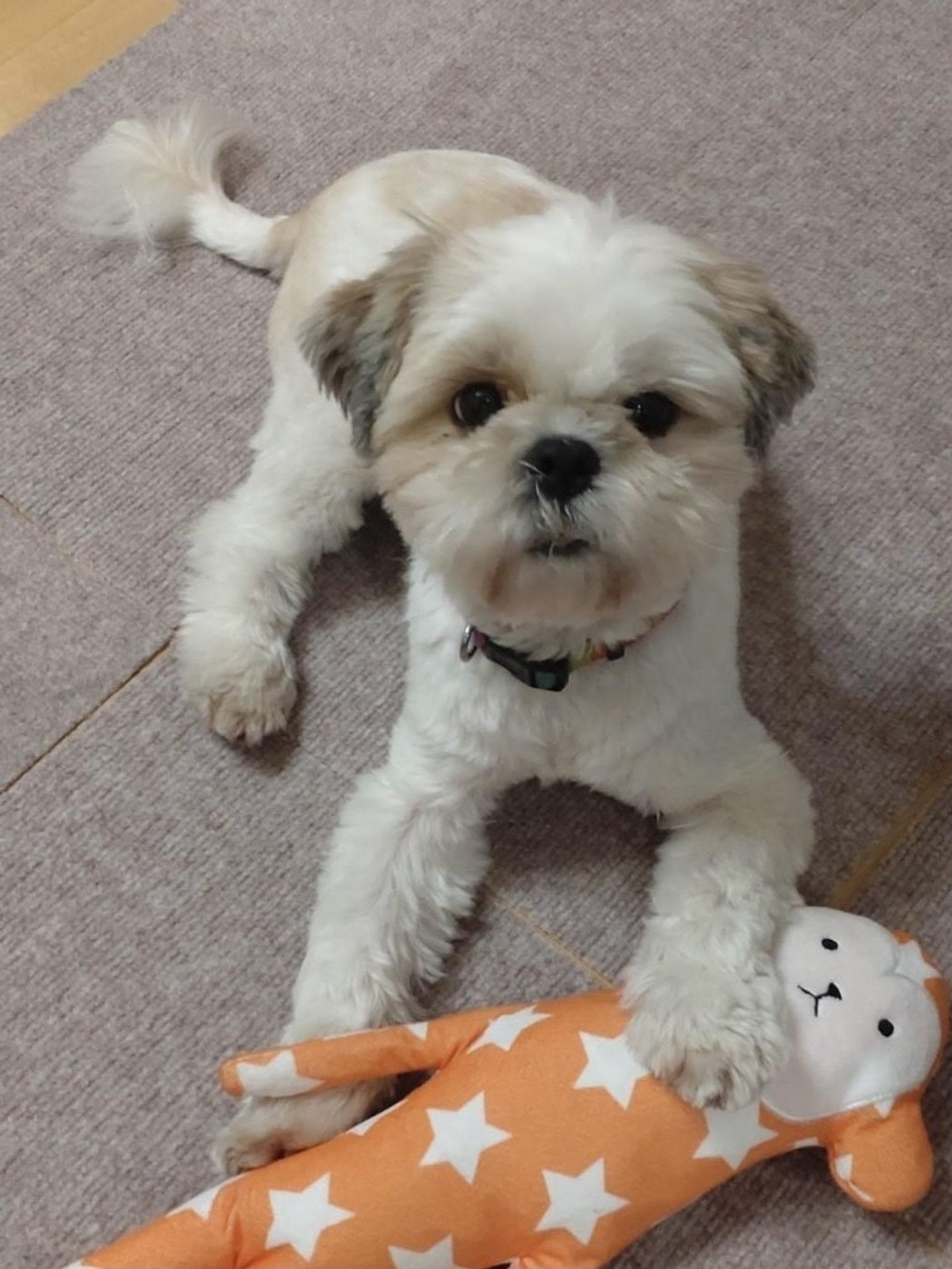 pet-image-4