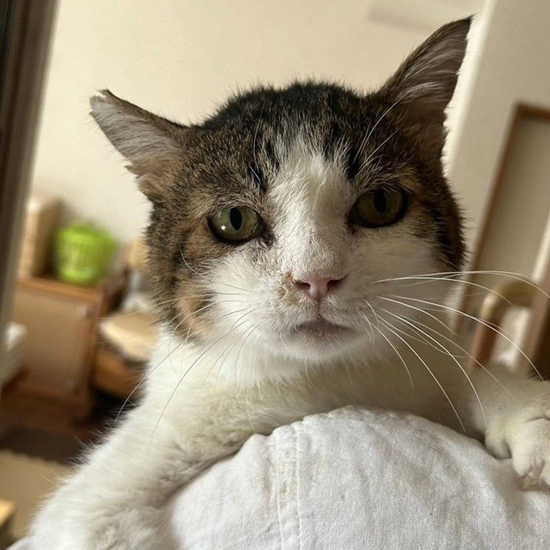 日本猫・オスの里親募集の写真