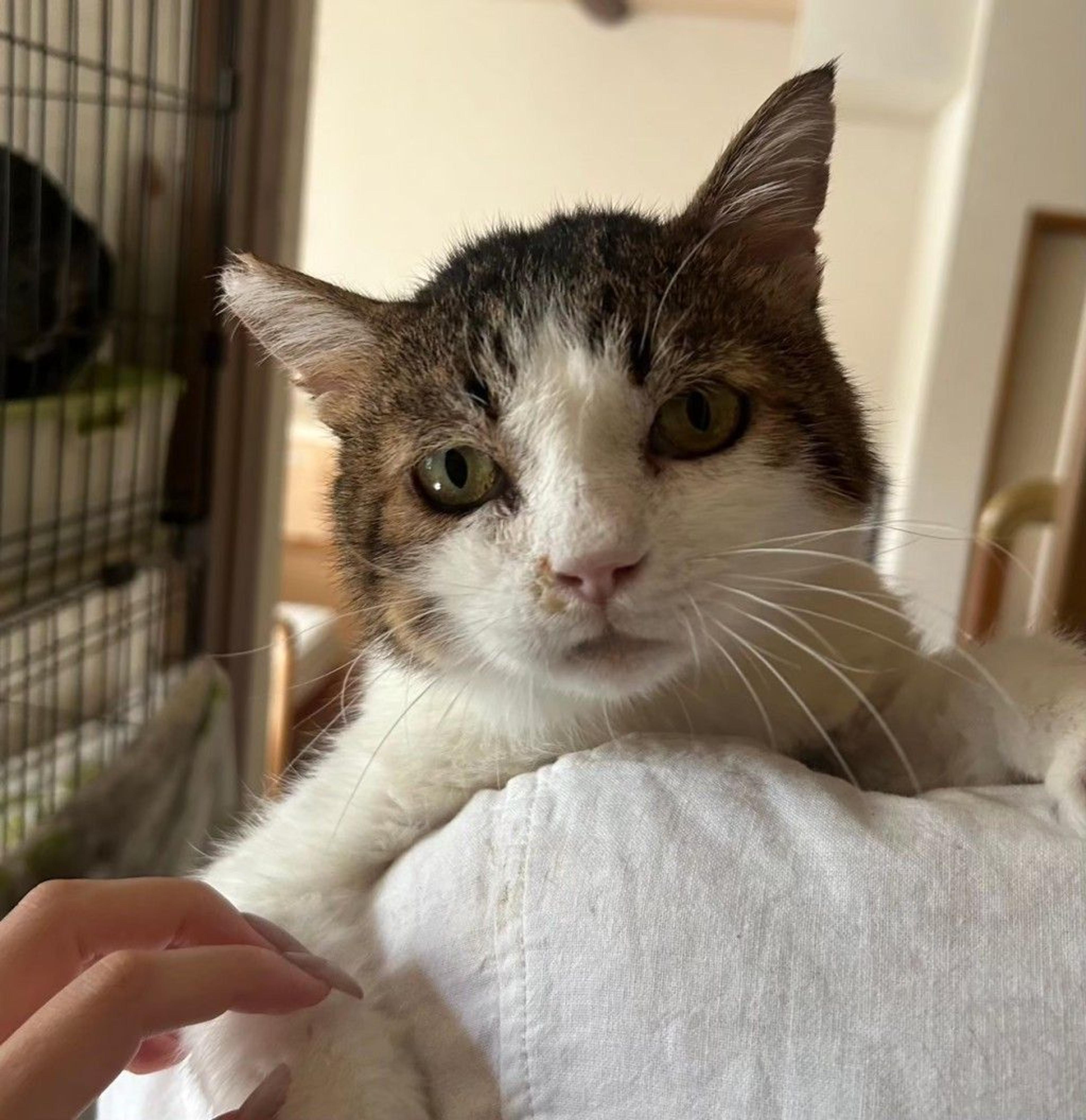 pet-image-2