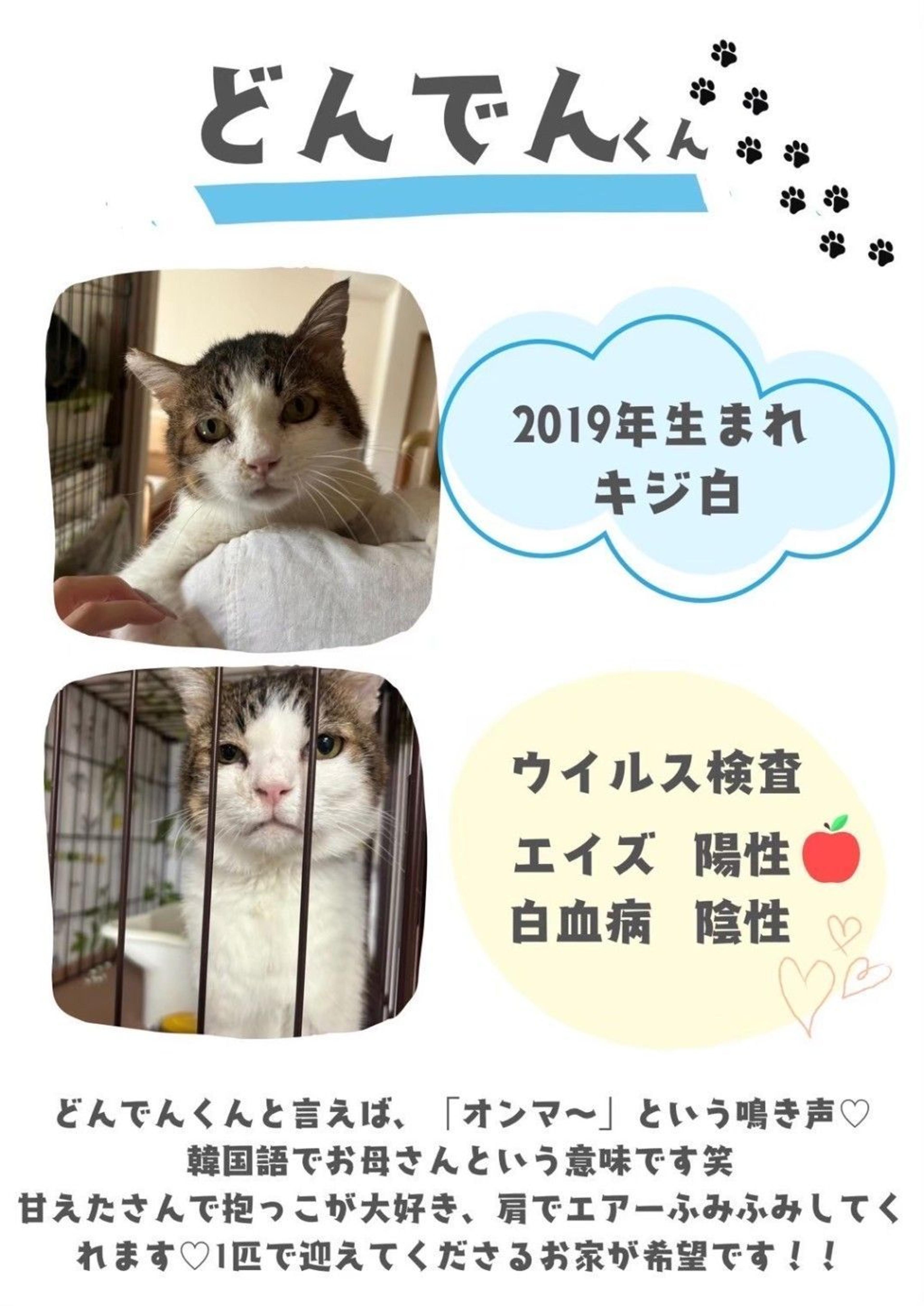 pet-image-5