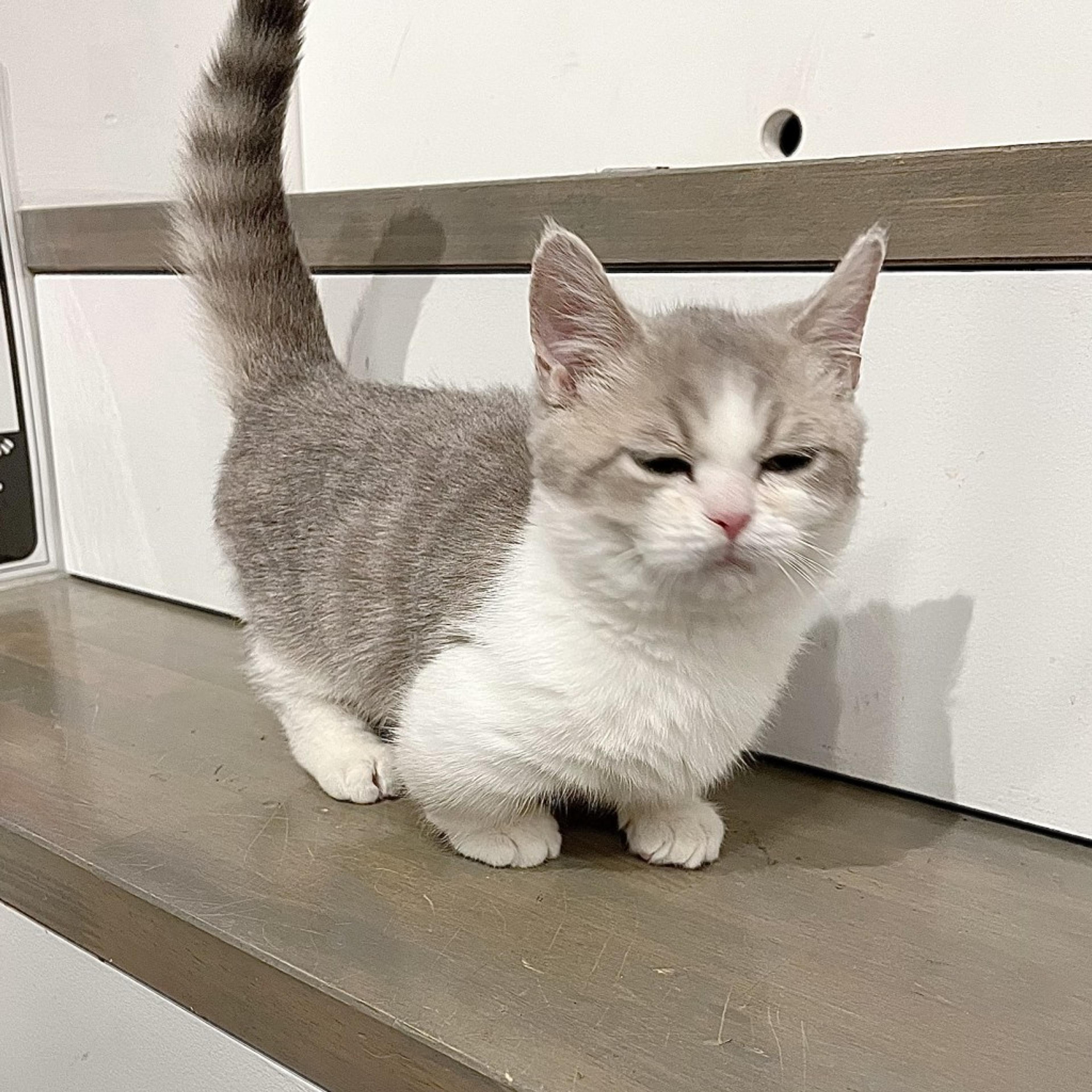 pet-image-5