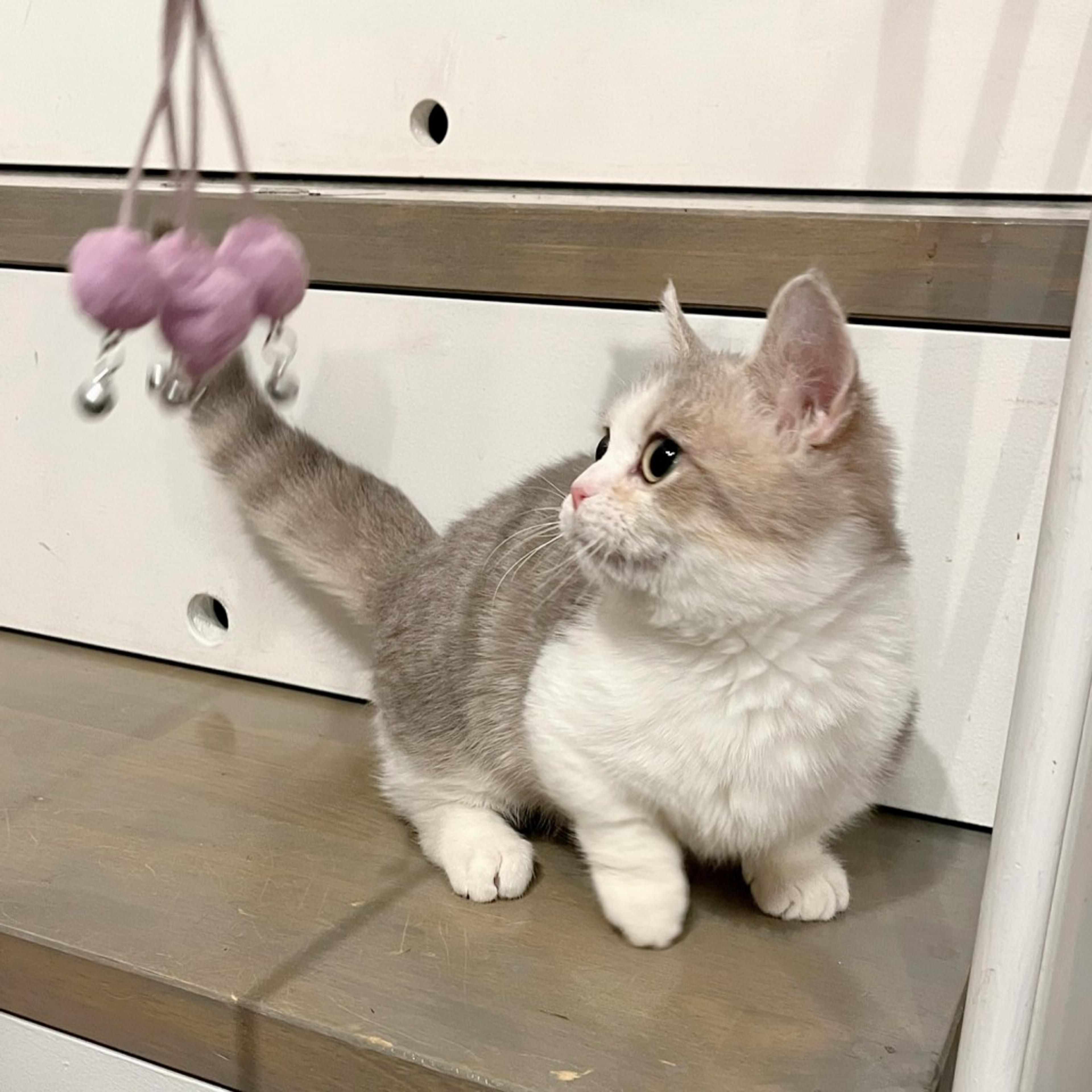 pet-image-6