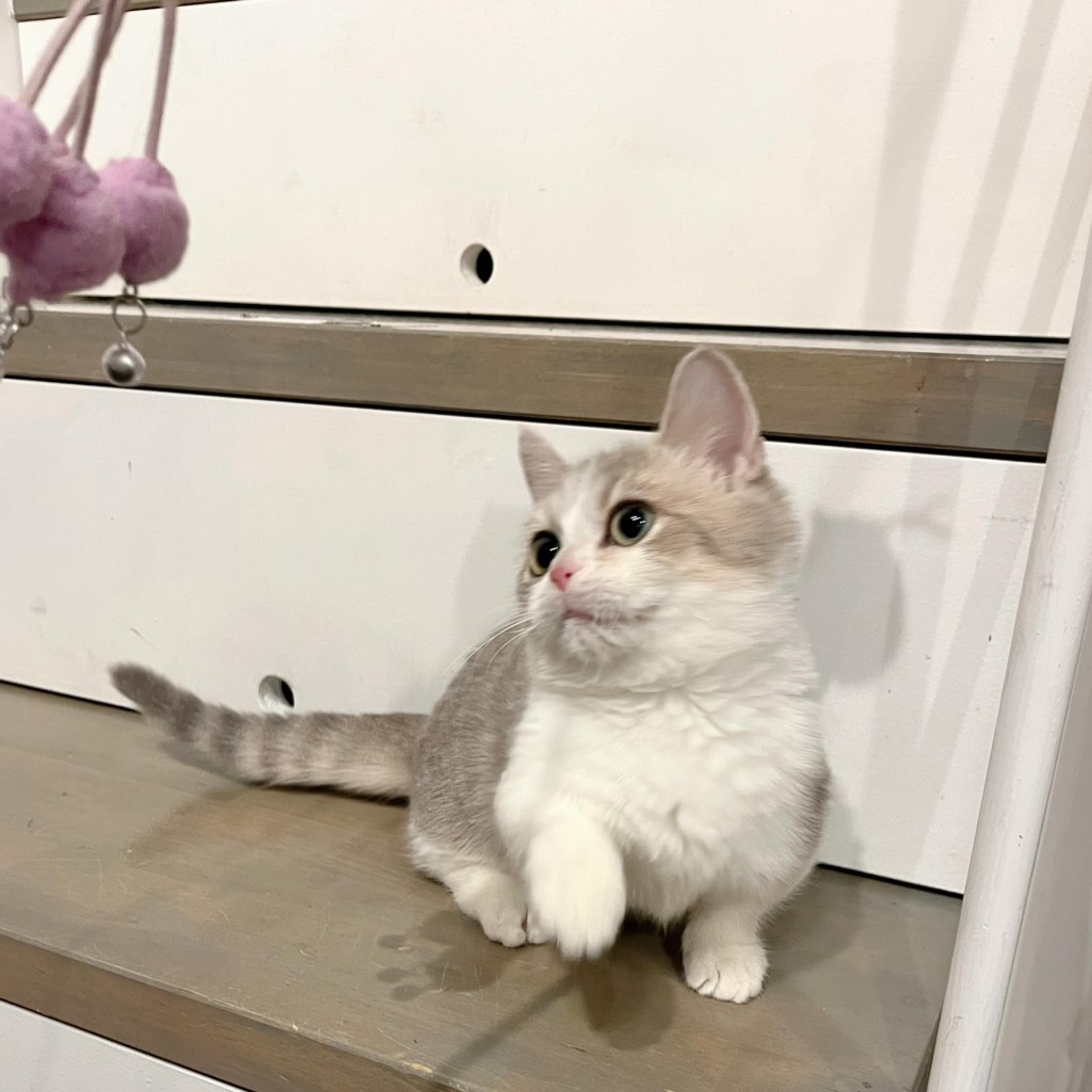 pet-image-7