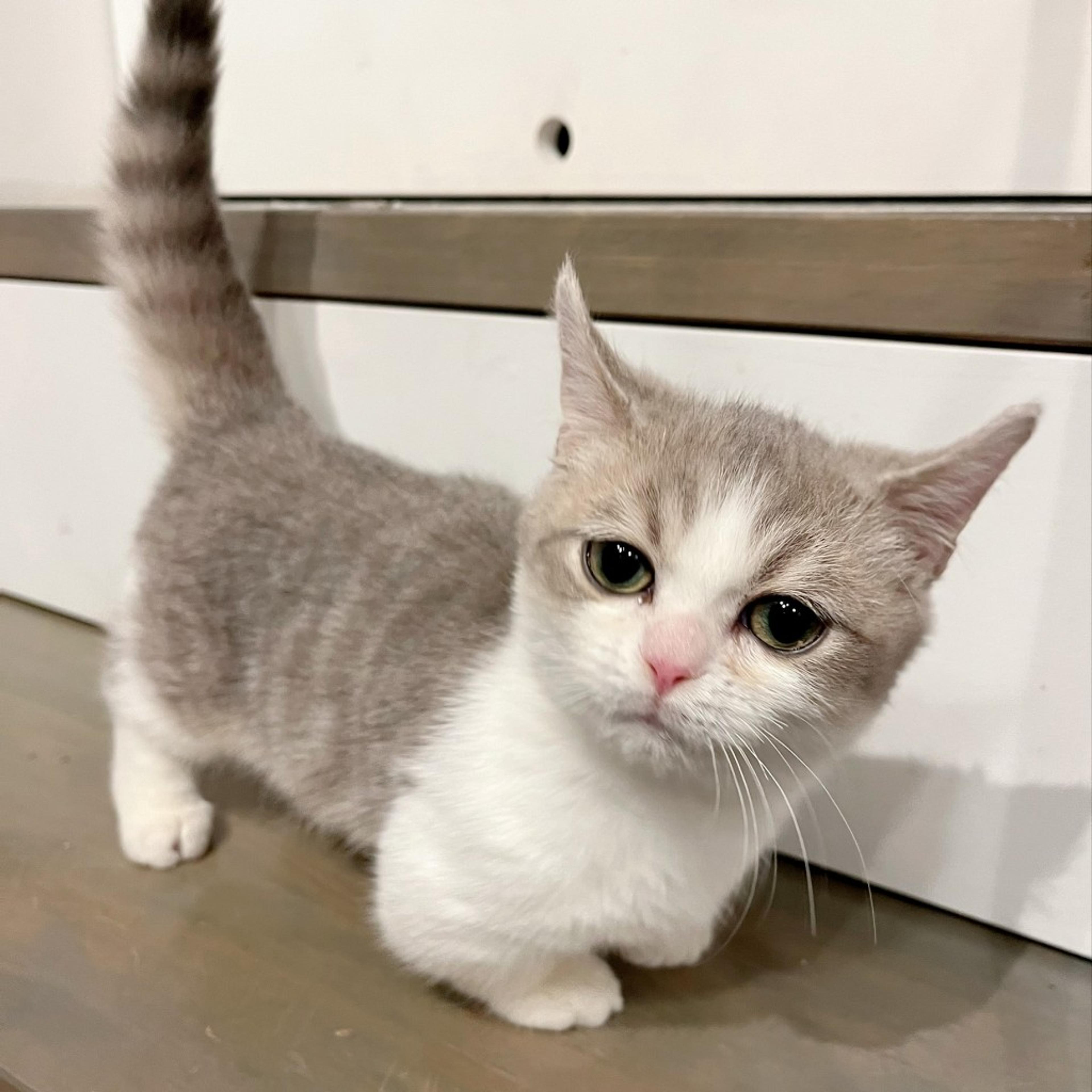 pet-image-8