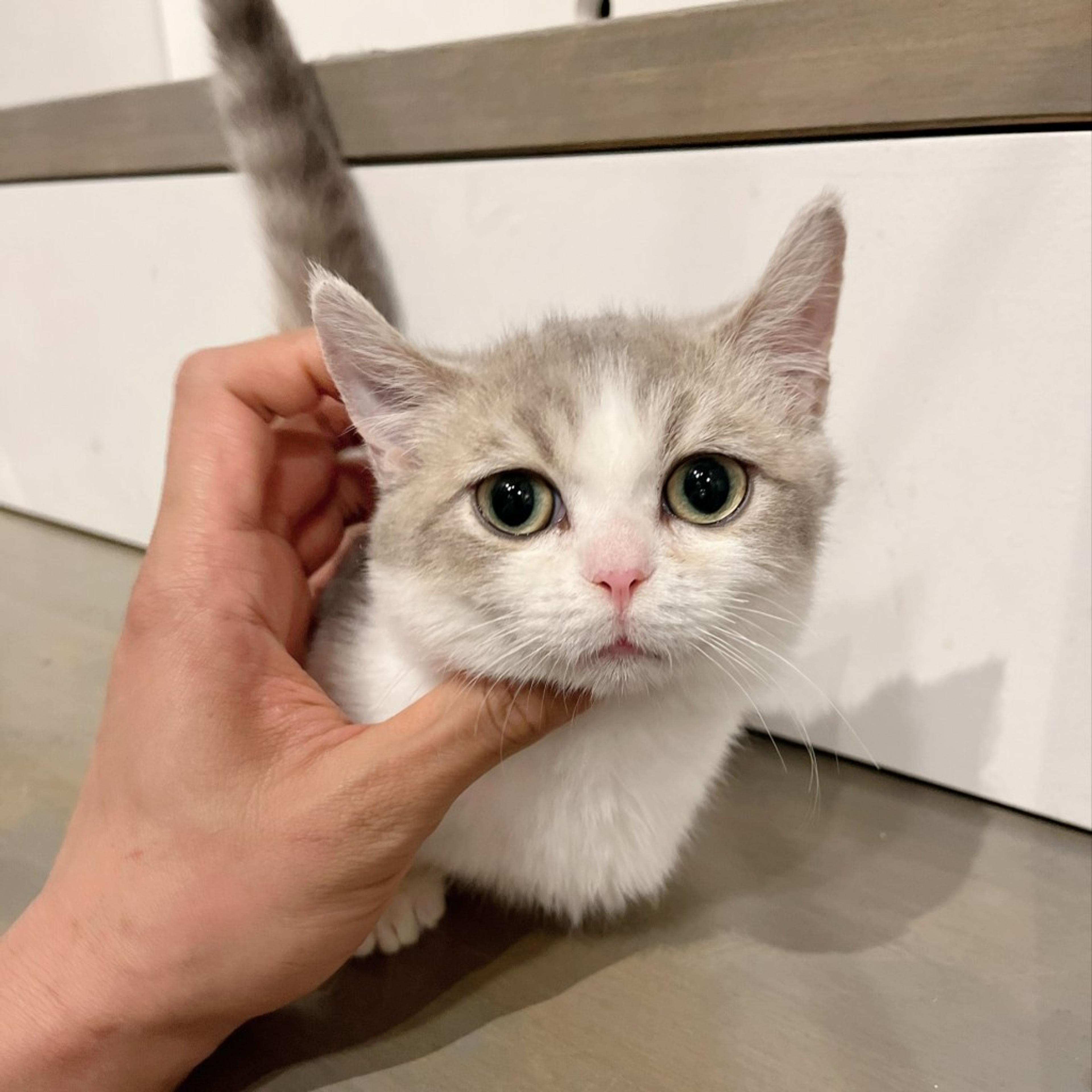 pet-image-2