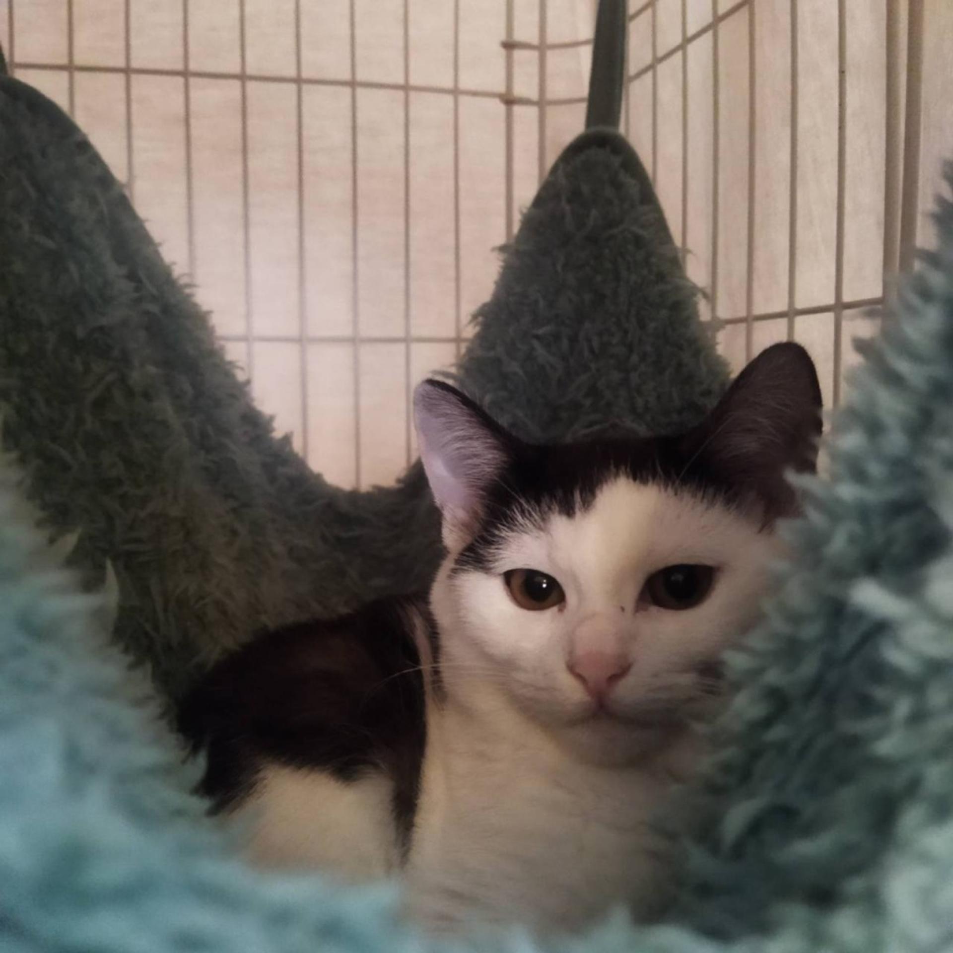 pet-image-3