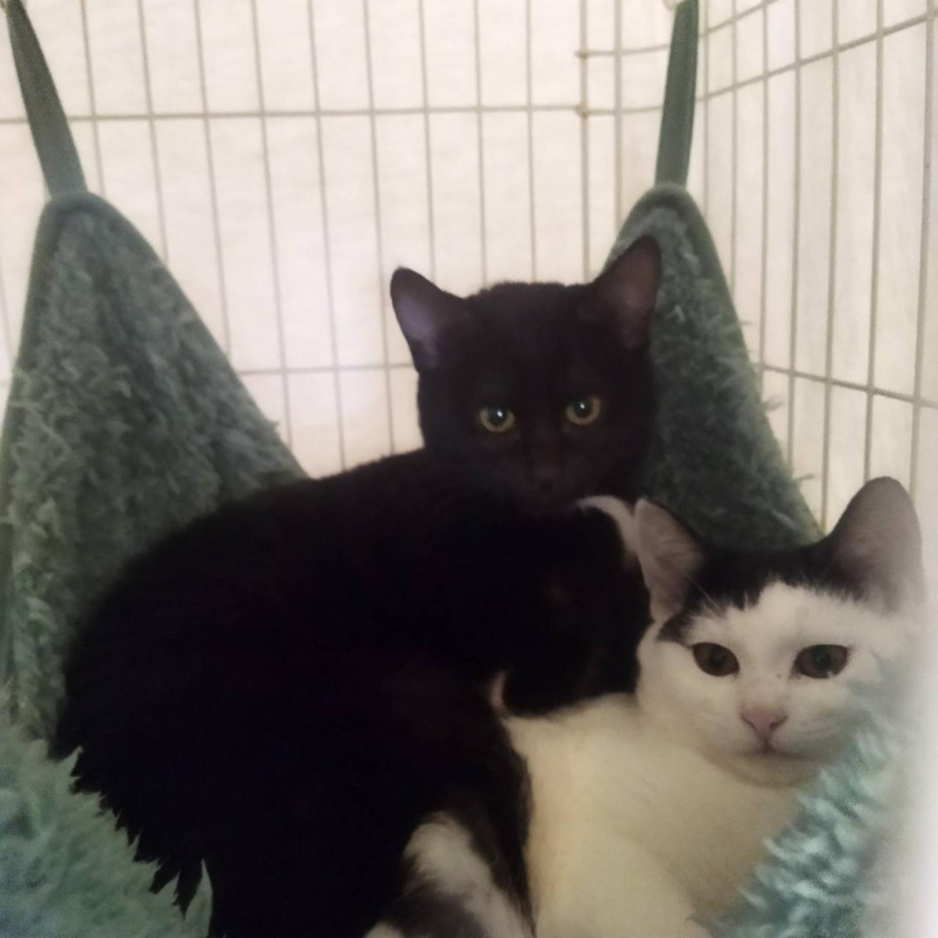 pet-image-5