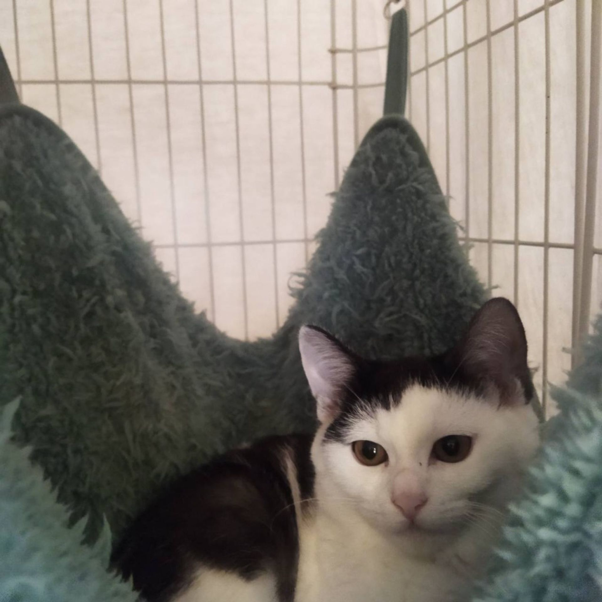 雑種（ミックス猫）・メスの里親募集の写真