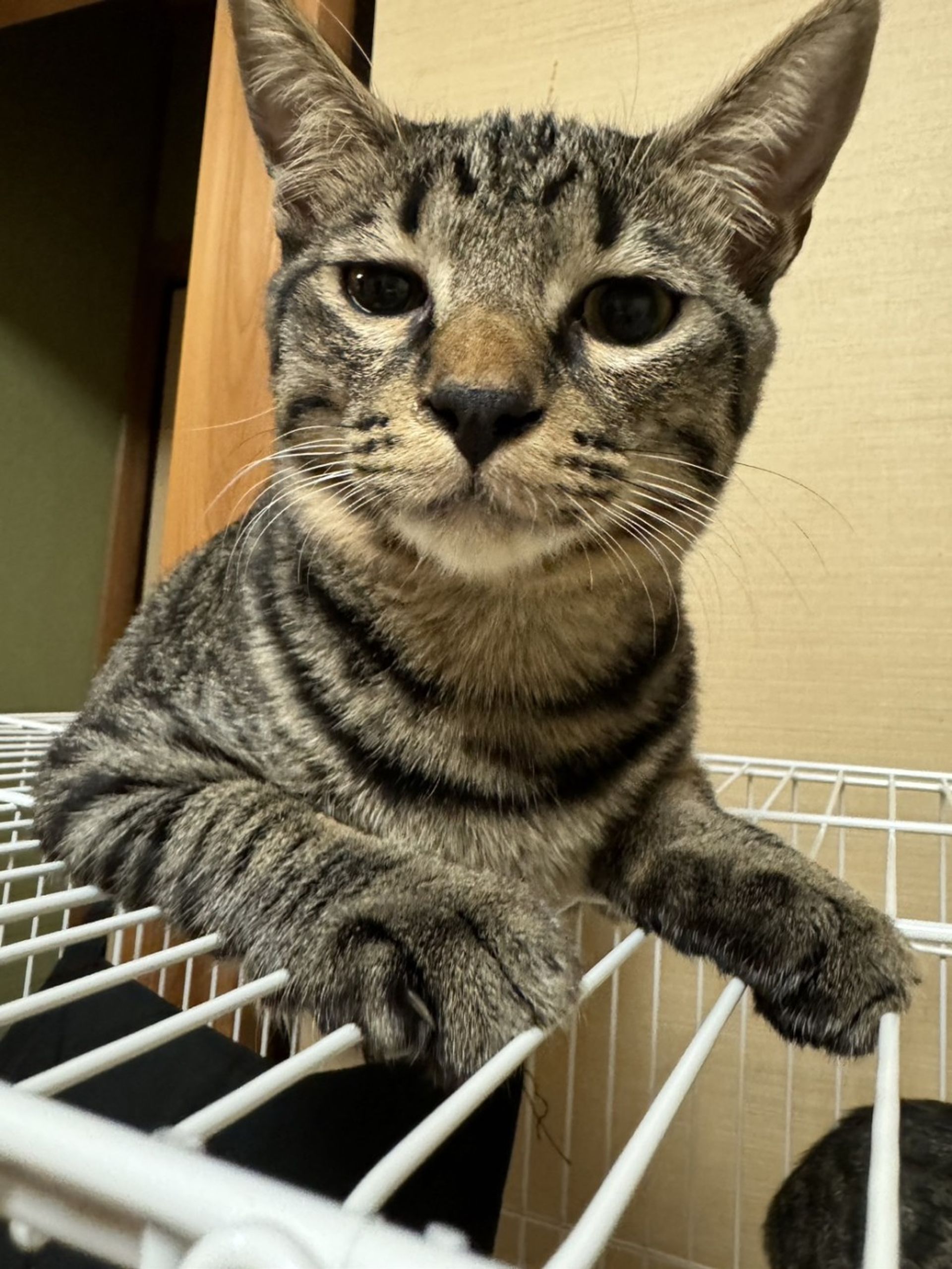 雑種（ミックス猫）・オスの里親募集の写真