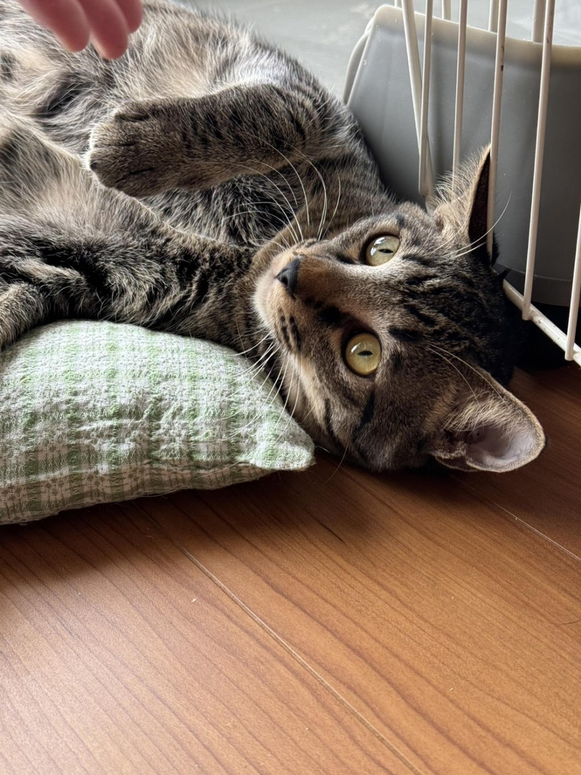 pet-image-2