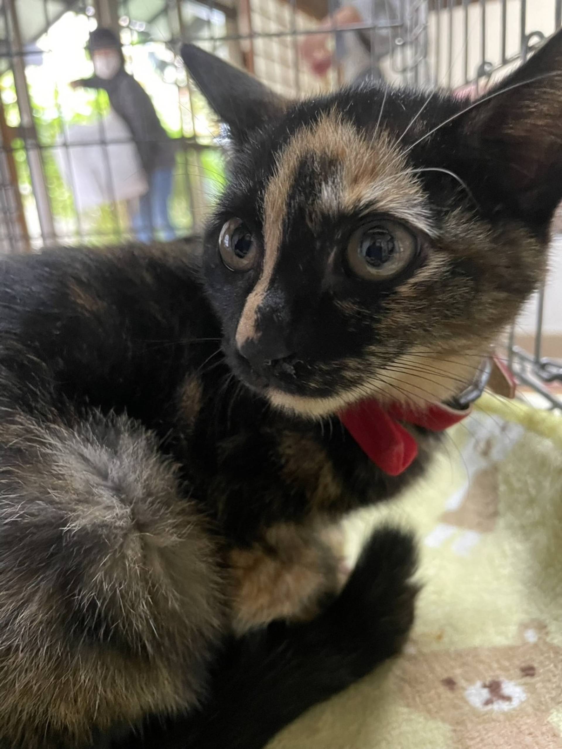 雑種（ミックス猫）・メスの里親募集の写真