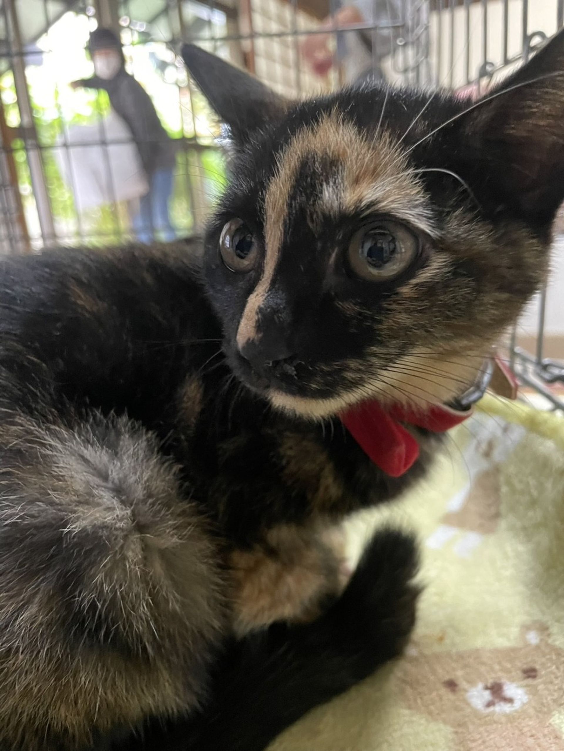 雑種（ミックス猫）・メスの里親募集の写真