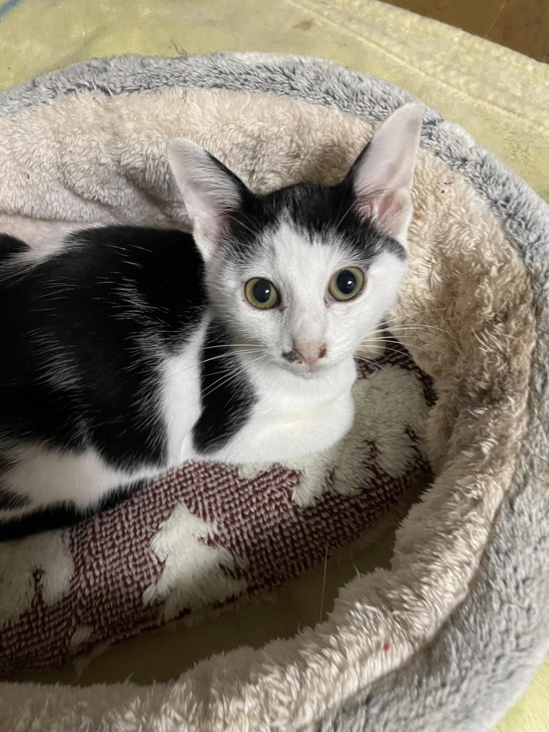 pet-image-3