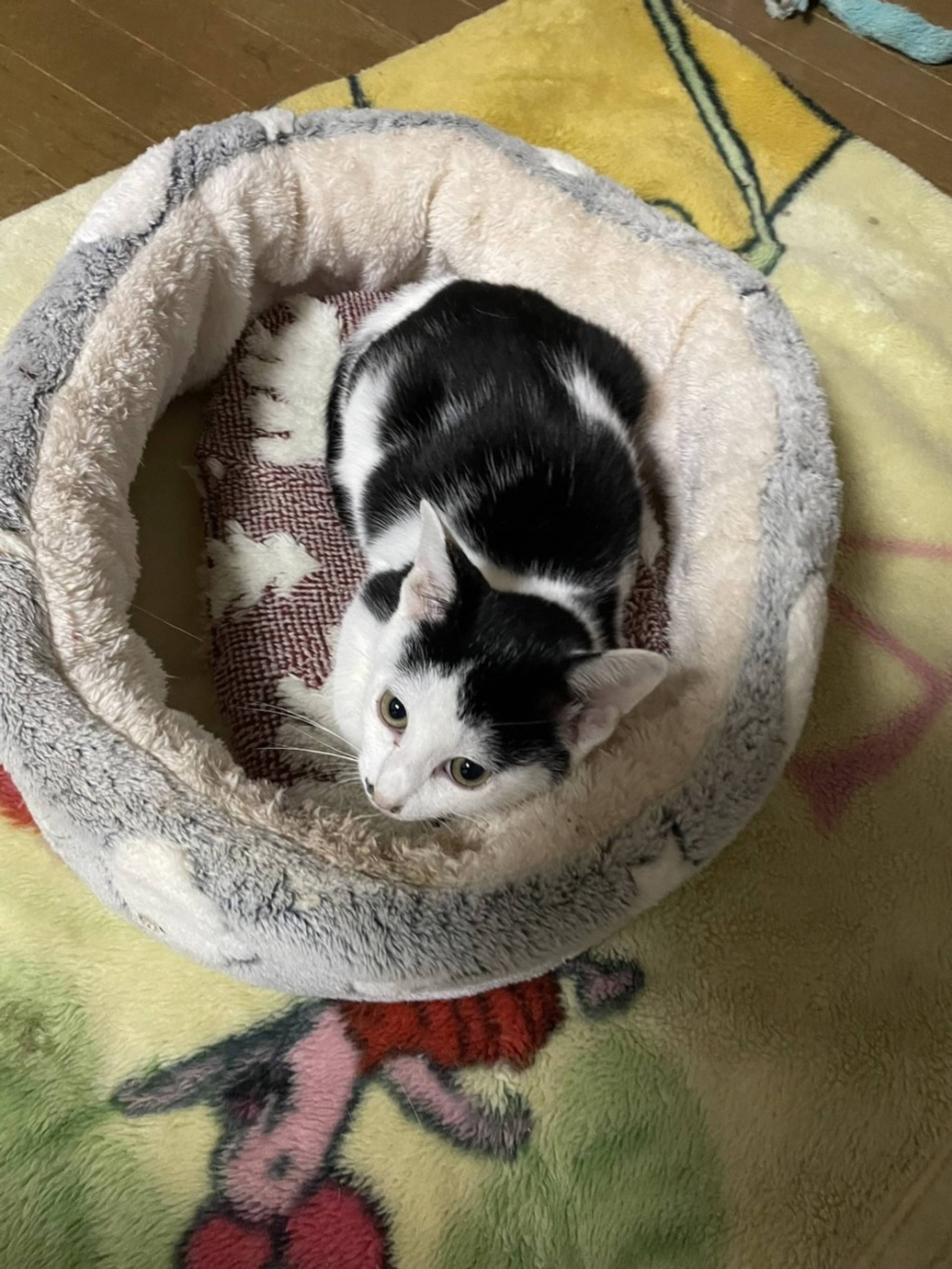雑種（ミックス猫）・オスの里親募集の写真