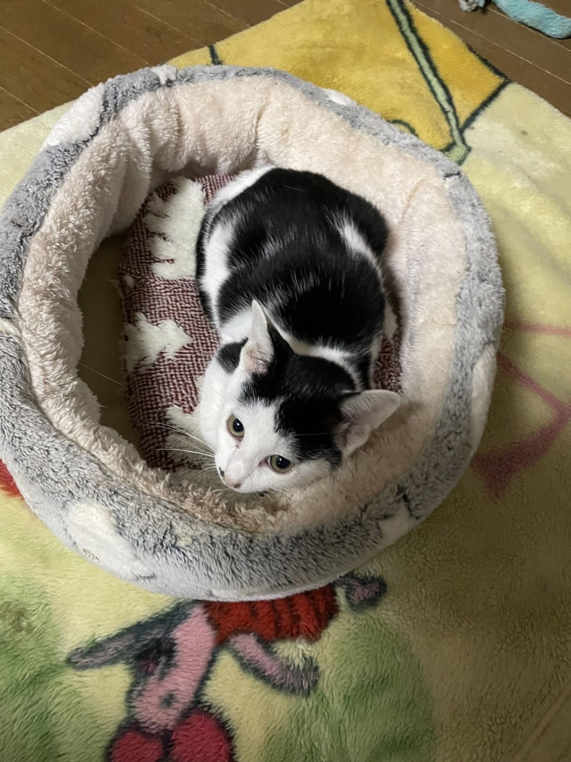 雑種（ミックス猫）・オスの里親募集の写真