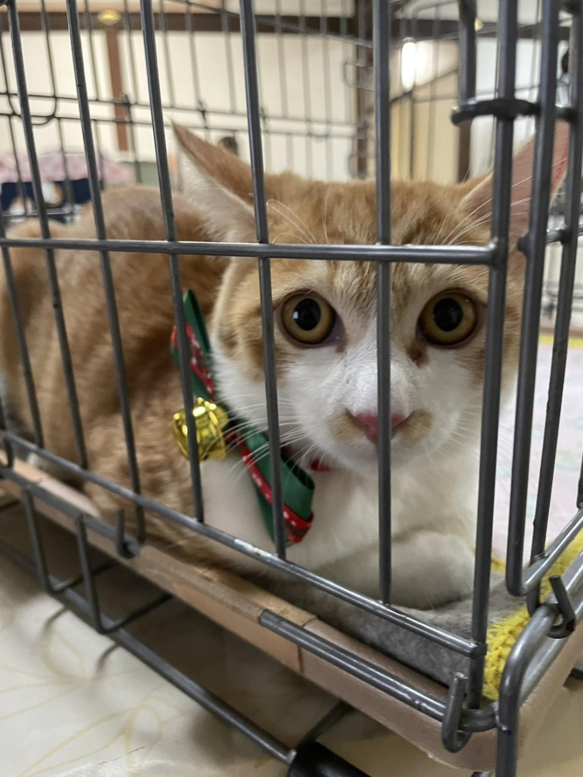 pet-image-2