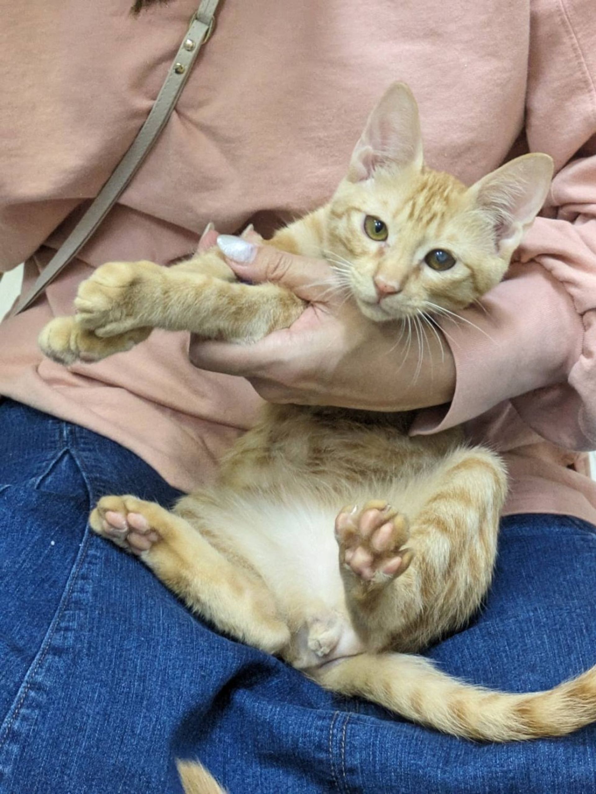 雑種（ミックス猫）・オスの里親募集の写真