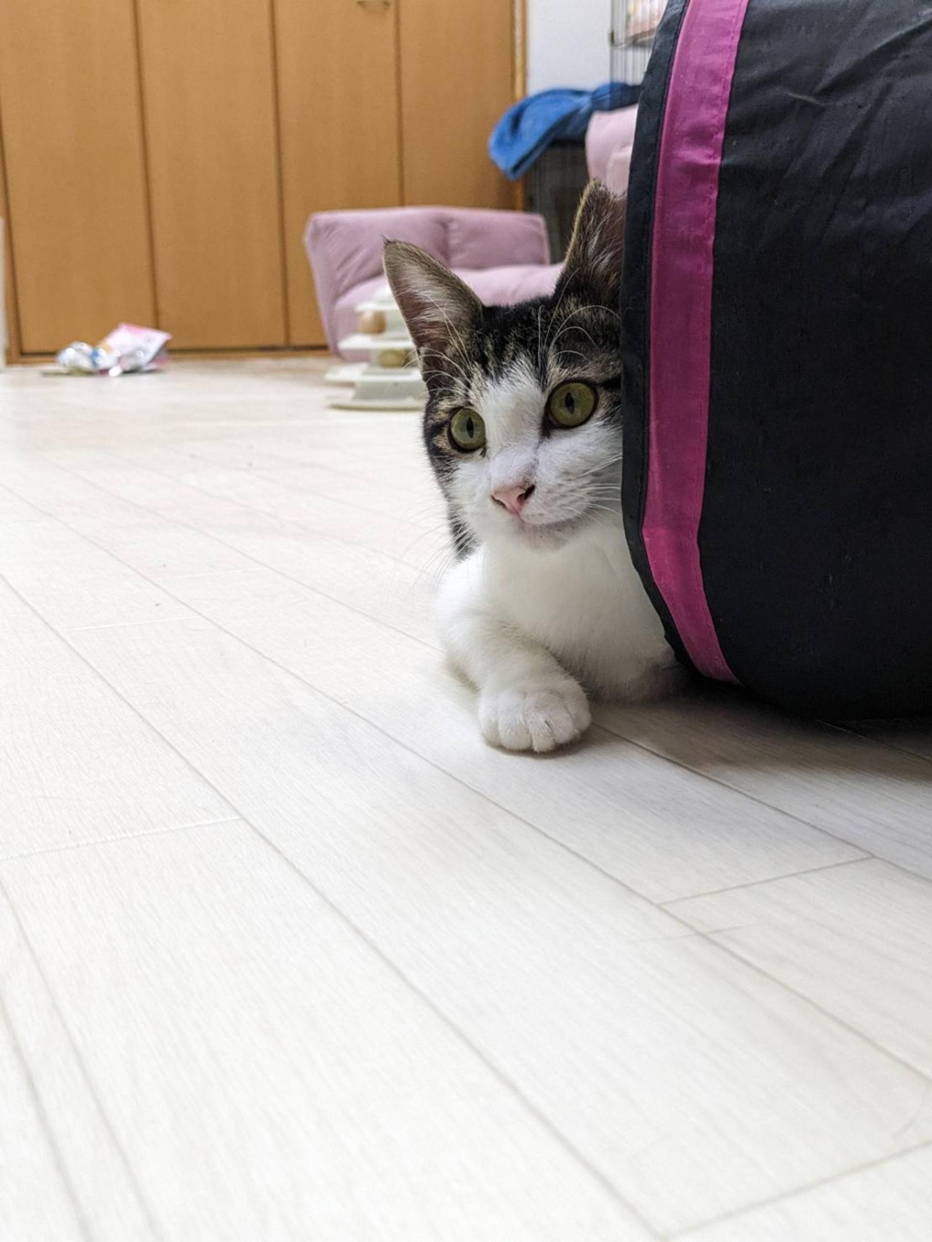 pet-image-4