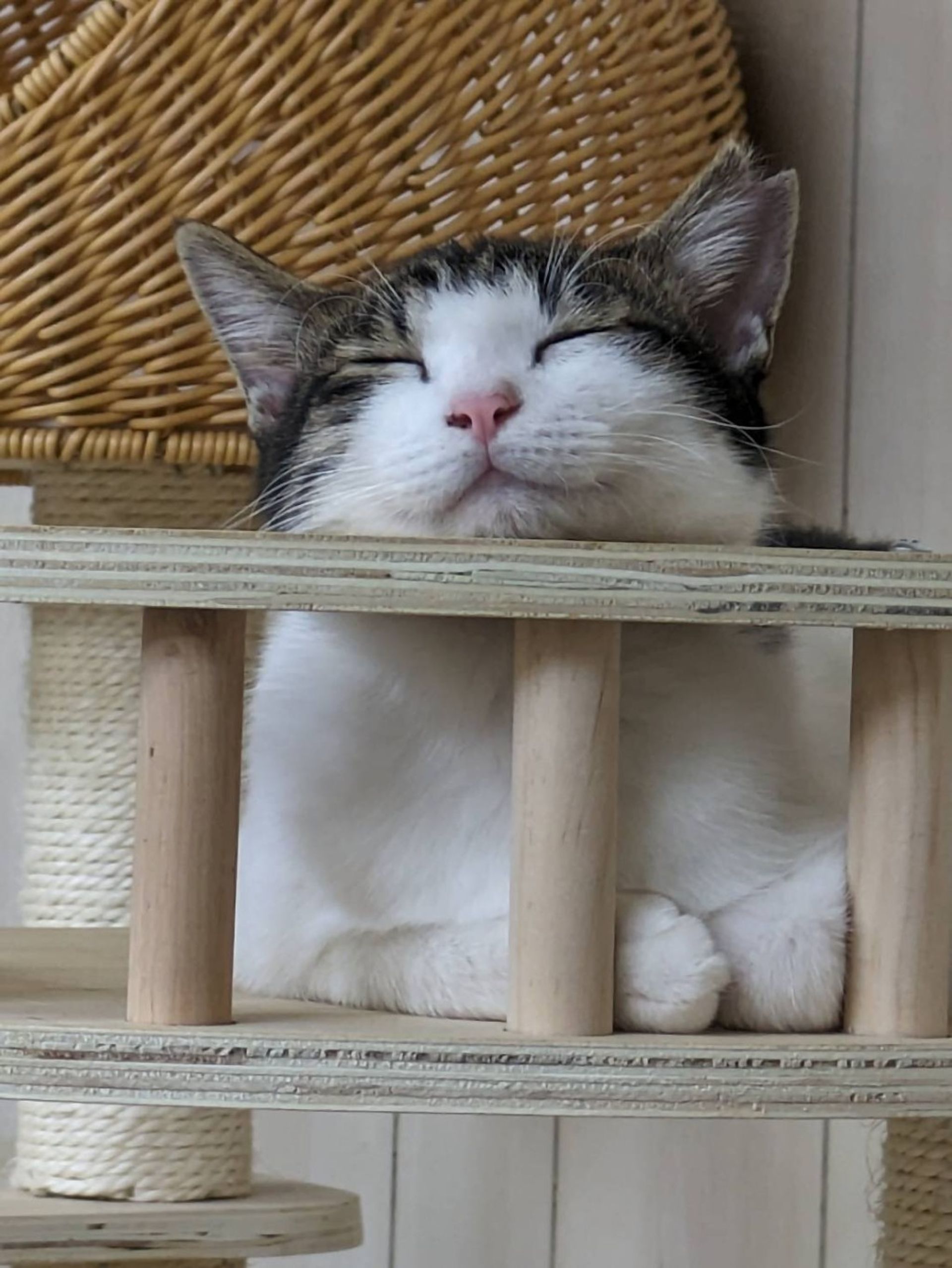 雑種（ミックス猫）・メスの里親募集の写真