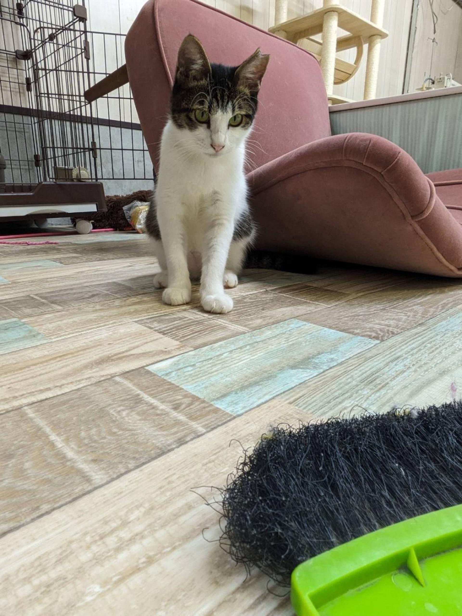 pet-image-3