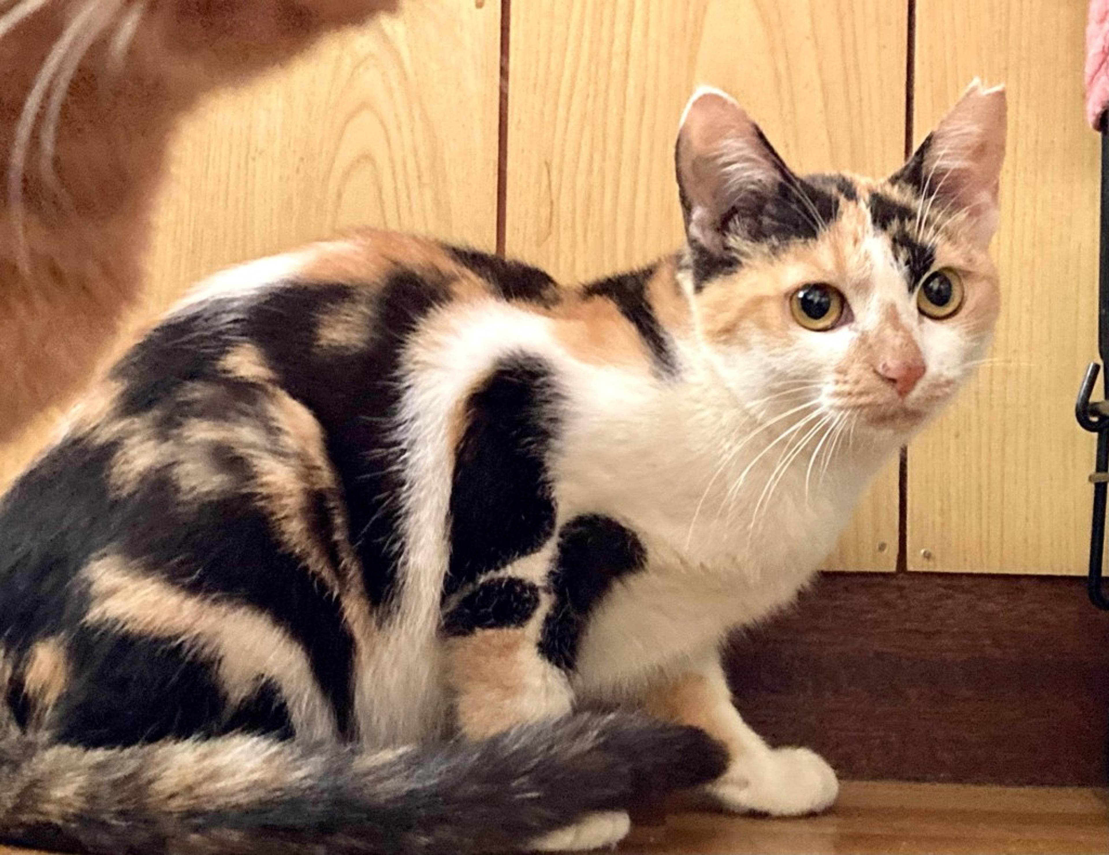 pet-image-2