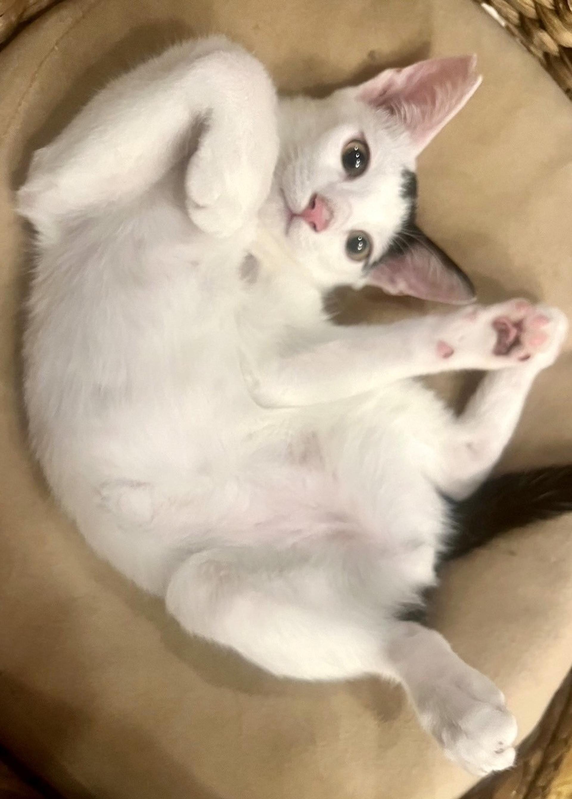 pet-image-2