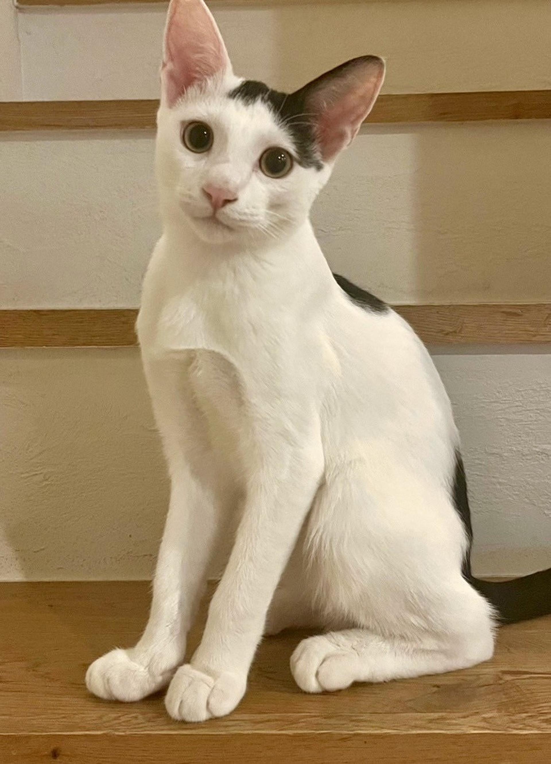 pet-image-3