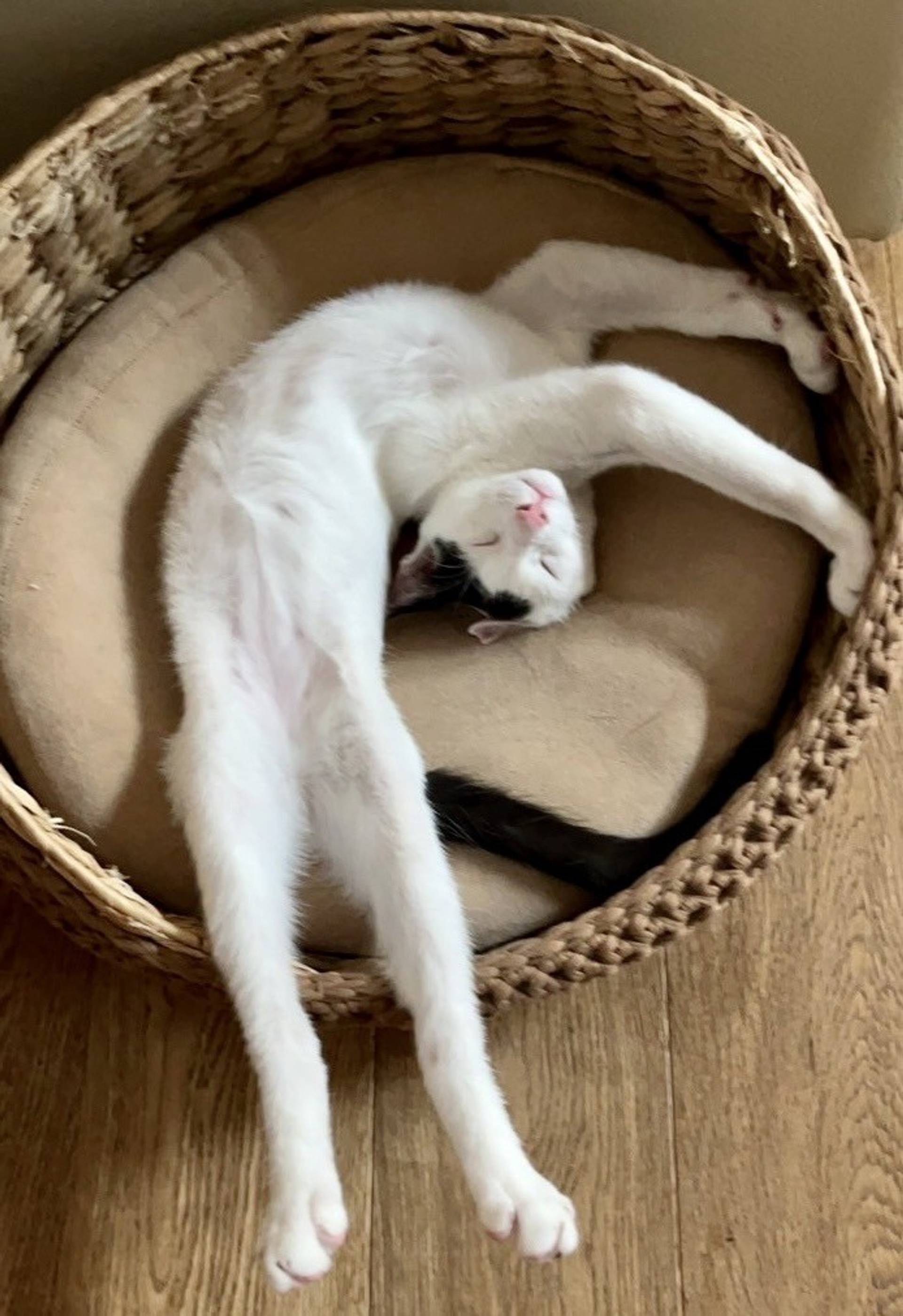 雑種（ミックス猫）・オスの里親募集の写真