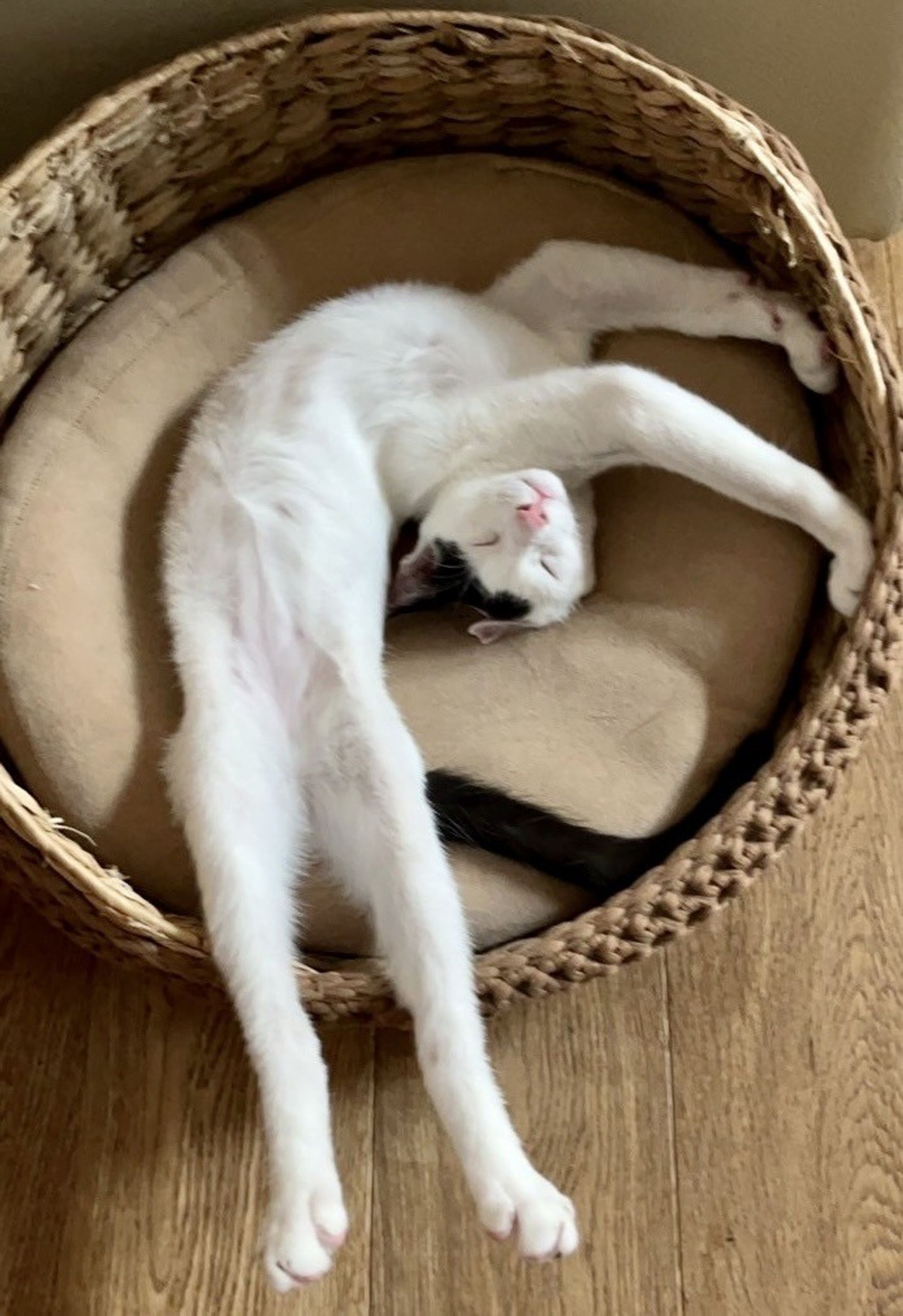 雑種（ミックス猫）・オスの里親募集の写真