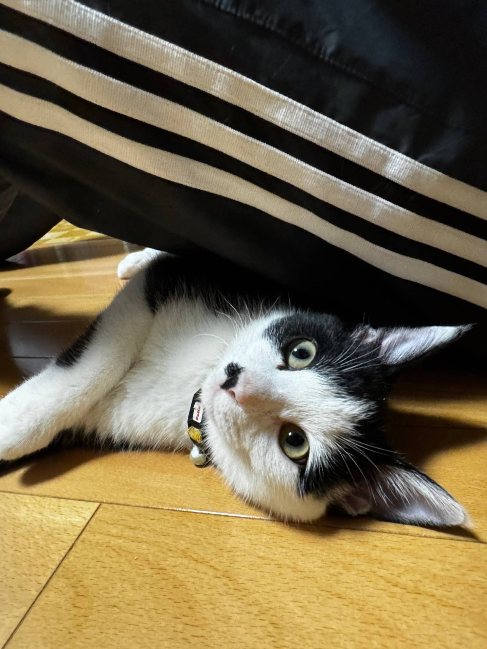 雑種（ミックス猫）・オスの里親募集の写真