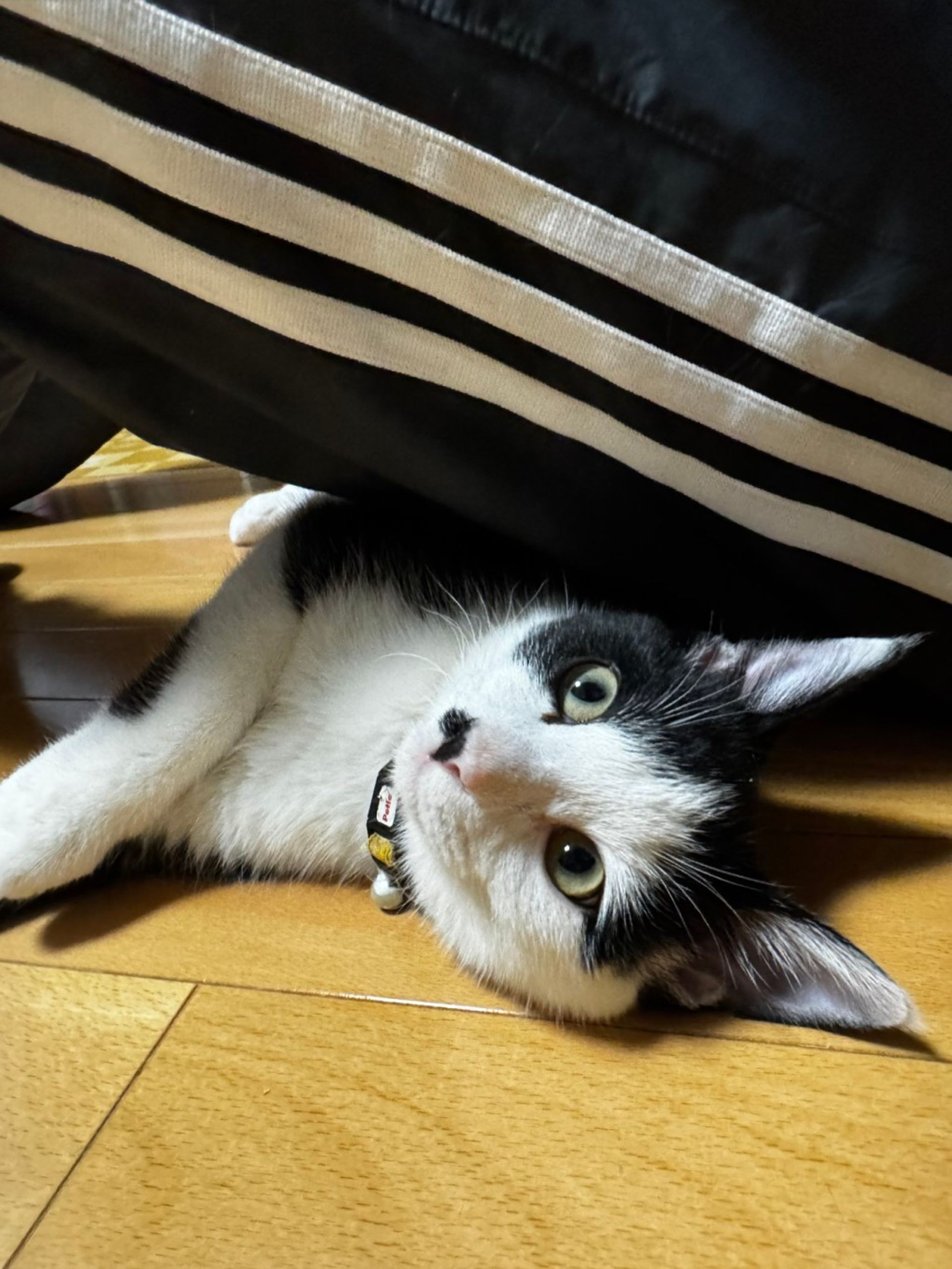 雑種（ミックス猫）・オスの里親募集の写真