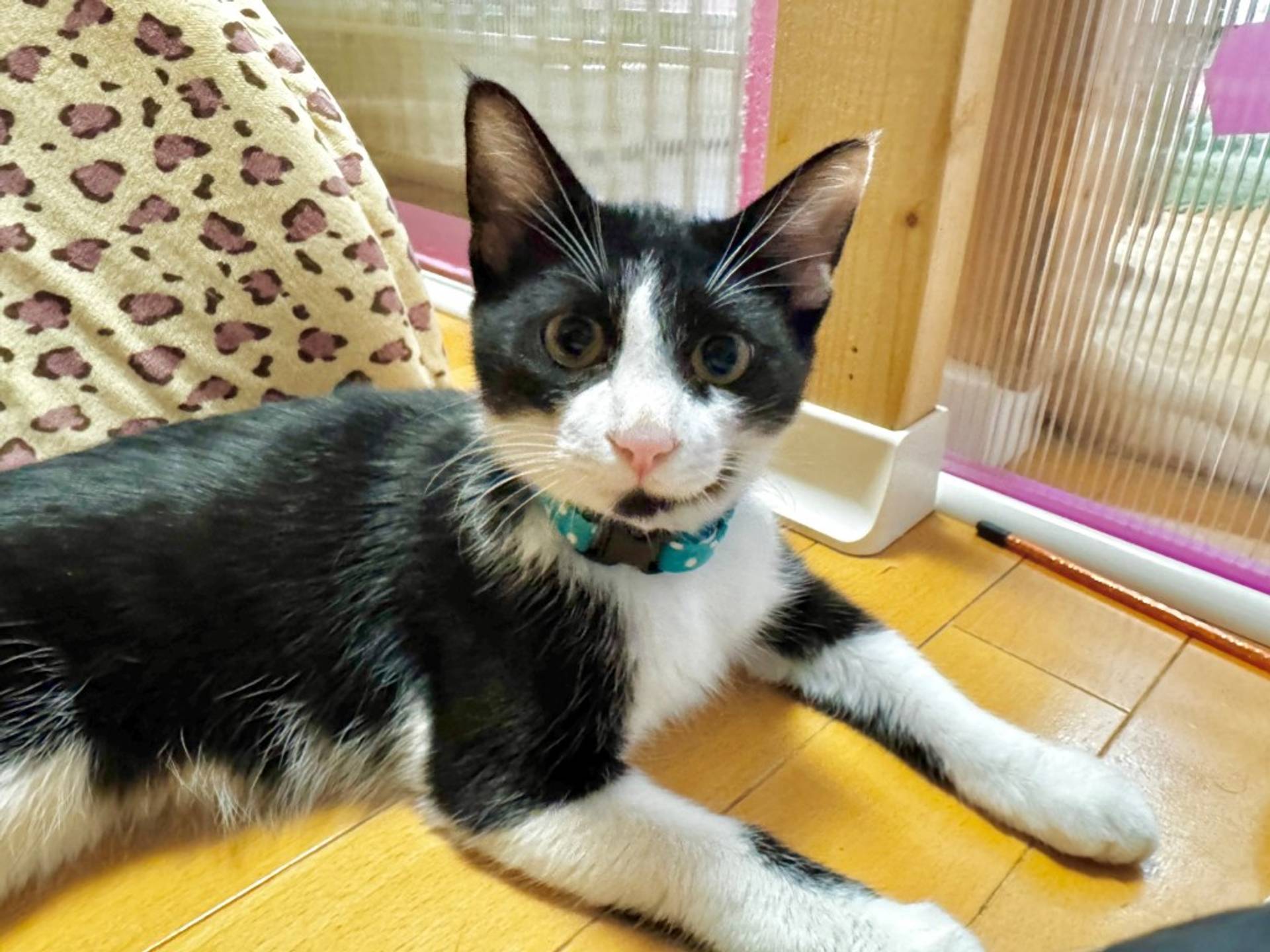 雑種（ミックス猫）・オスの里親募集の写真