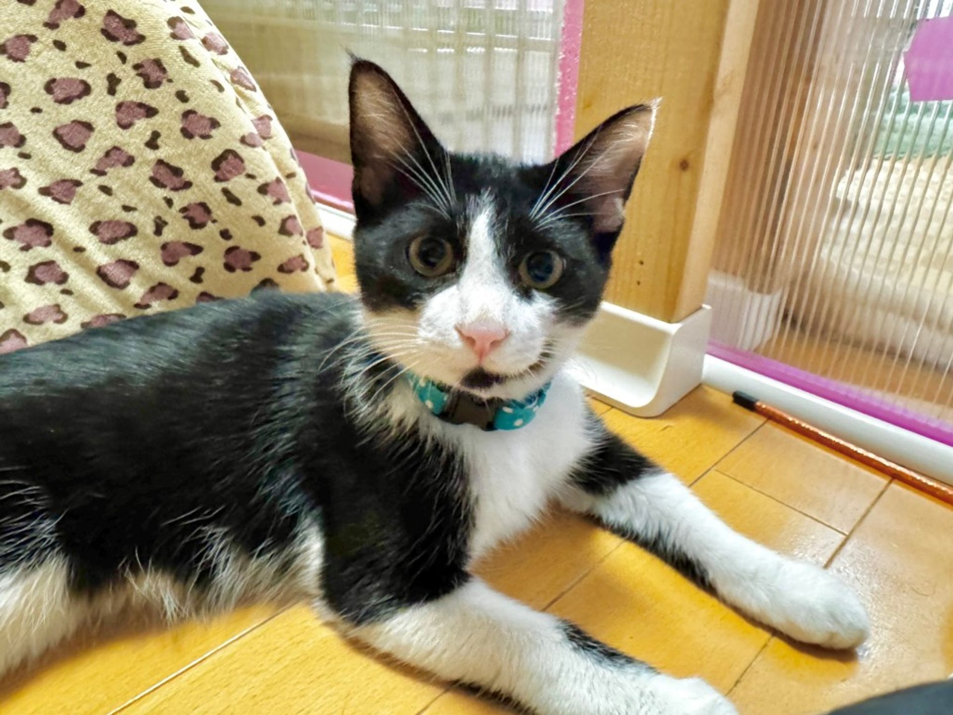雑種（ミックス猫）・オスの里親募集の写真