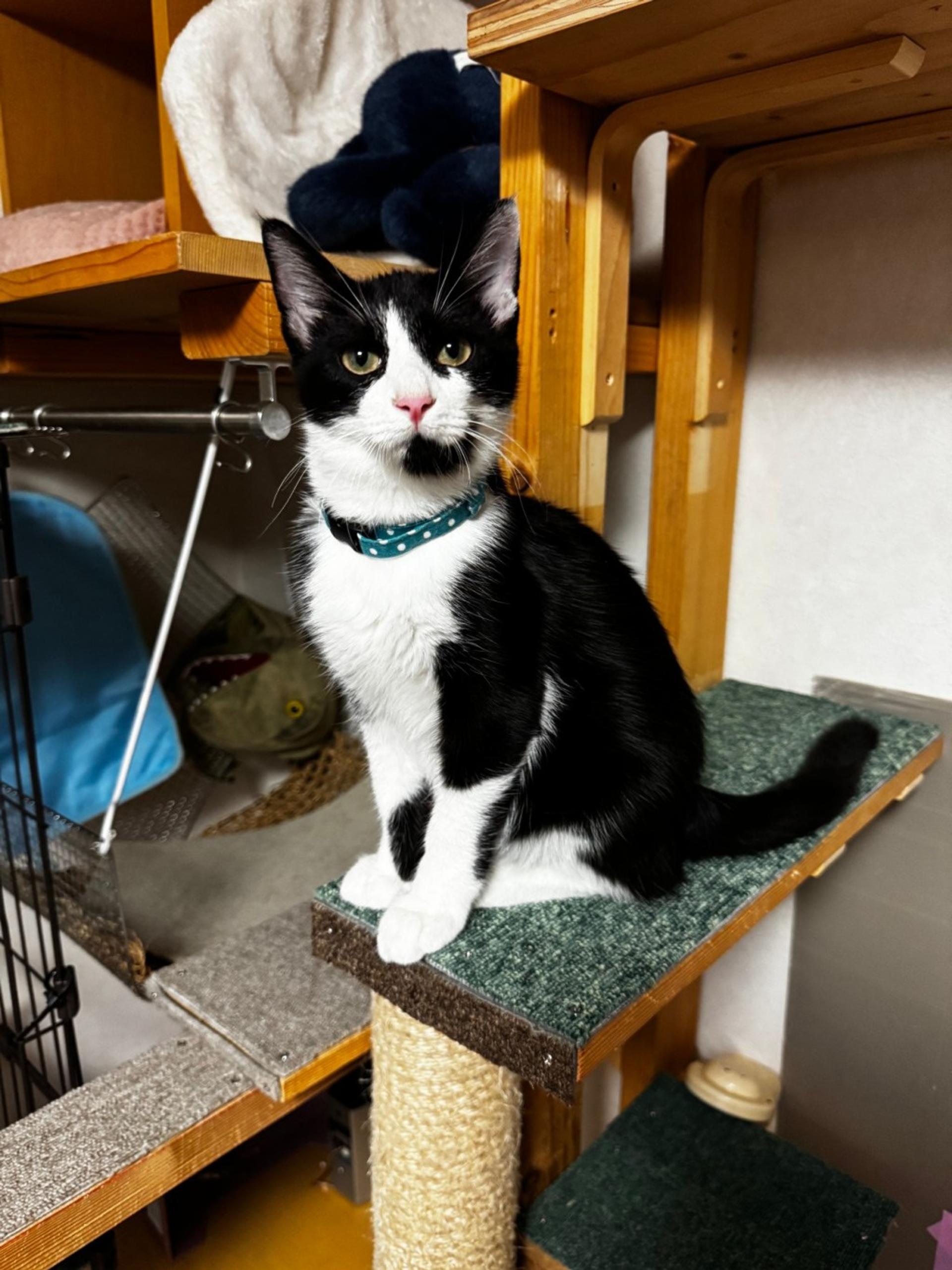 pet-image-3