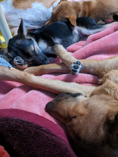 甘えん坊な子犬
