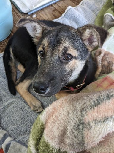 甘えん坊な子犬