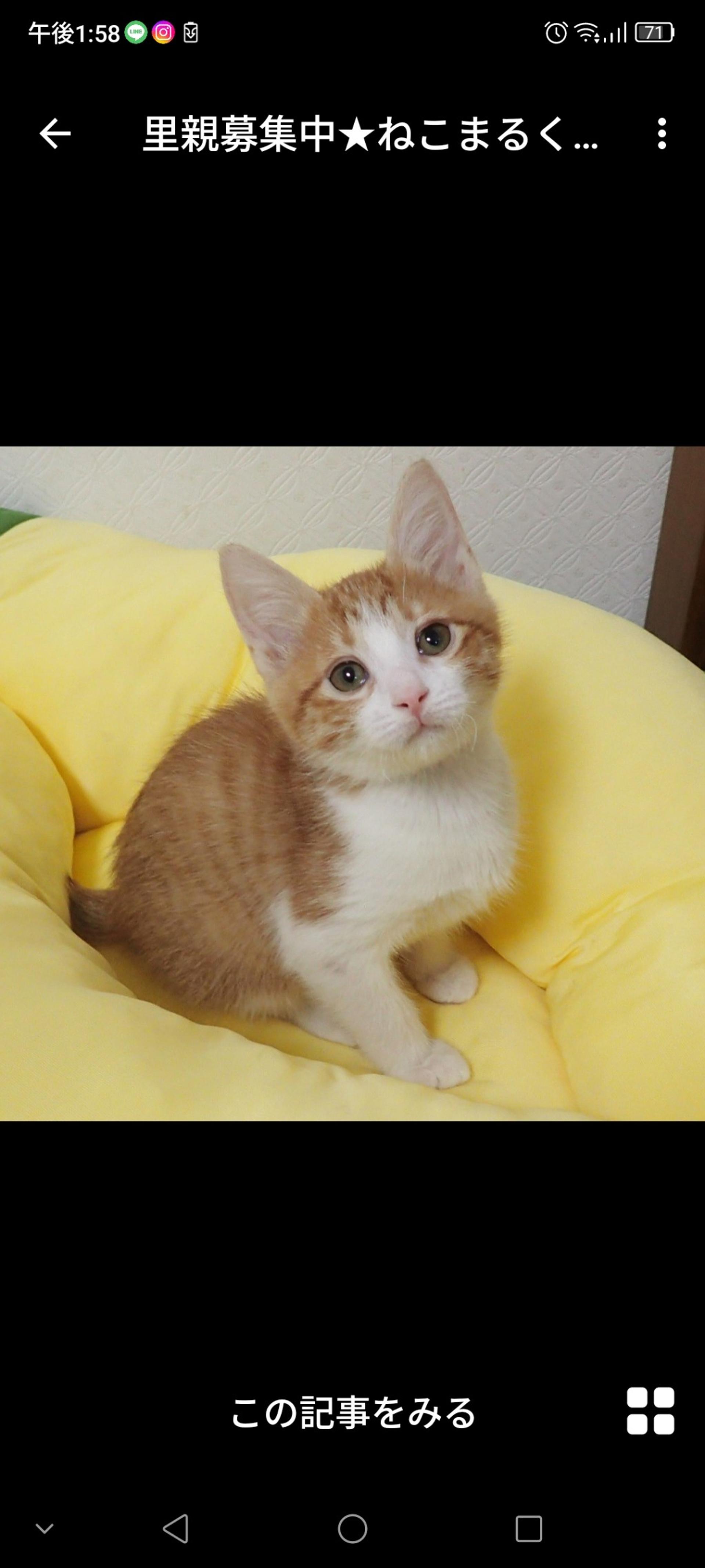 pet-image-2