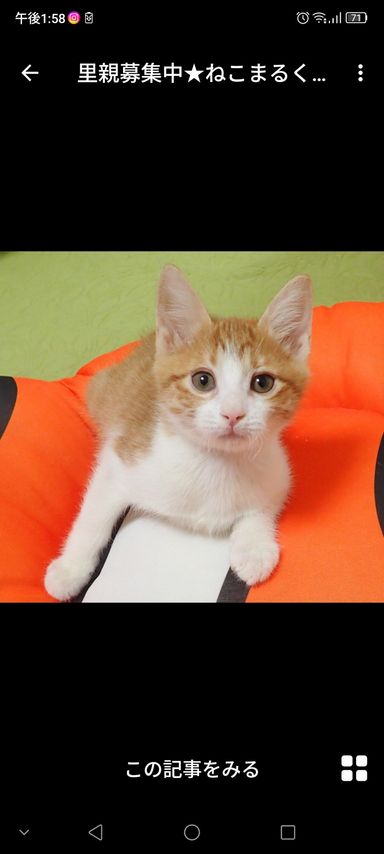 ねこまるくん