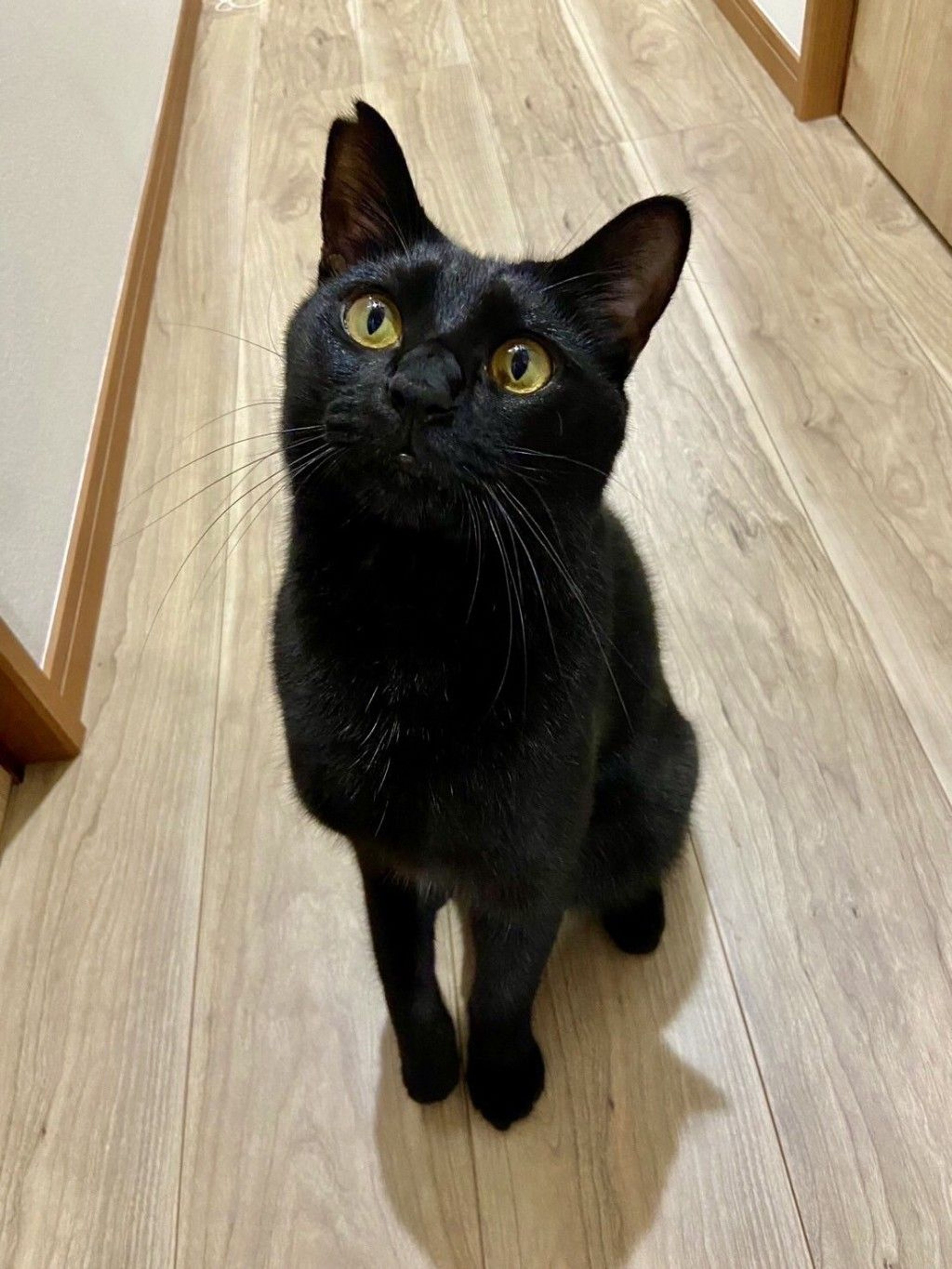 雑種（ミックス猫）・オスの里親募集の写真