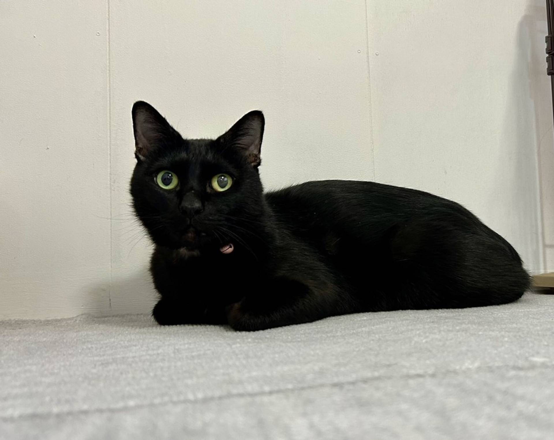 雑種（ミックス猫）・オスの里親募集の写真