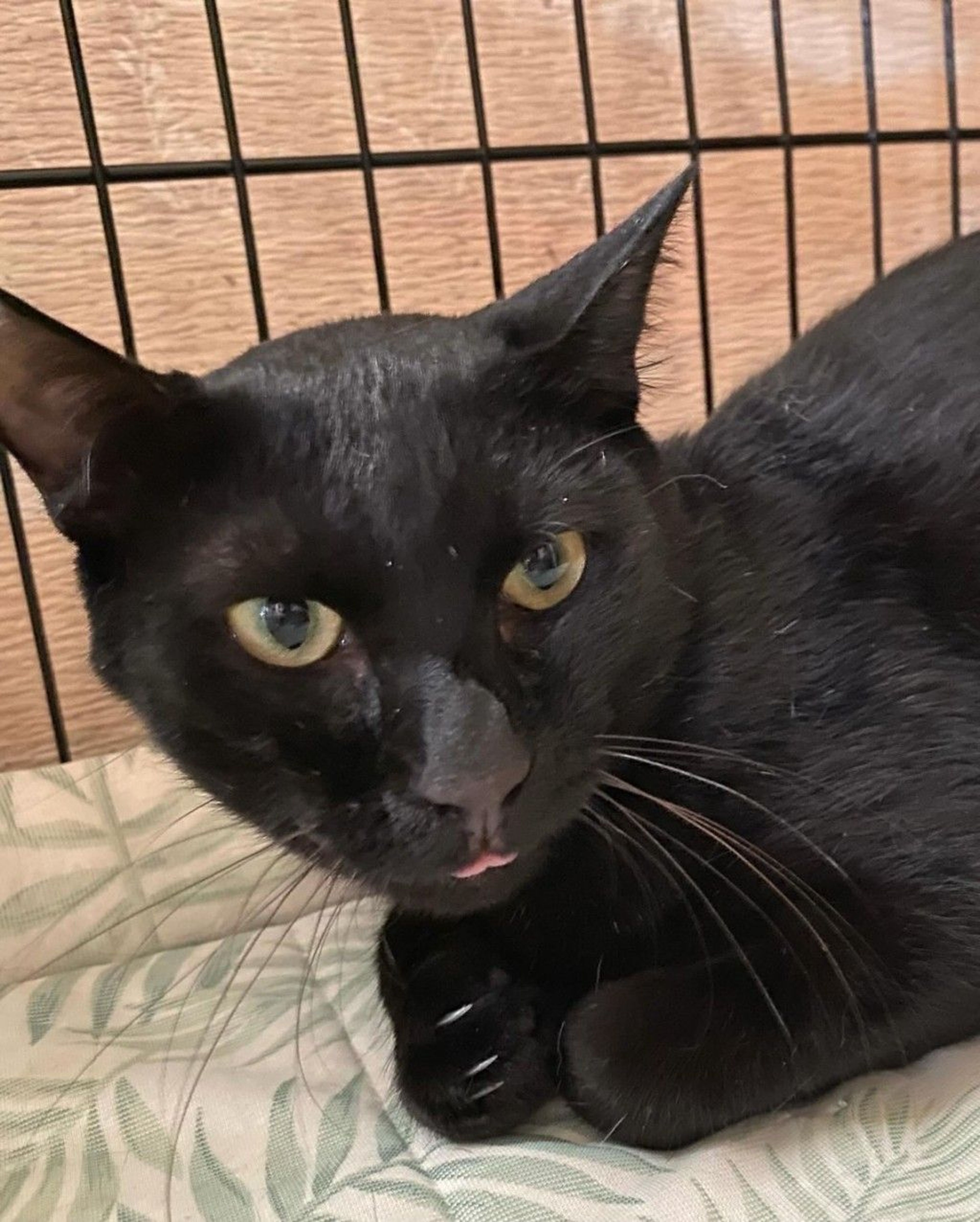 雑種（ミックス猫）・オスの里親募集の写真