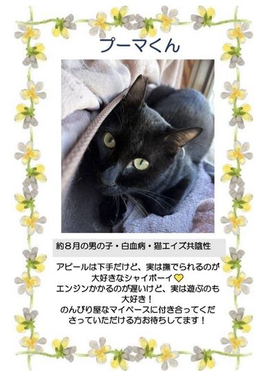 プーマ