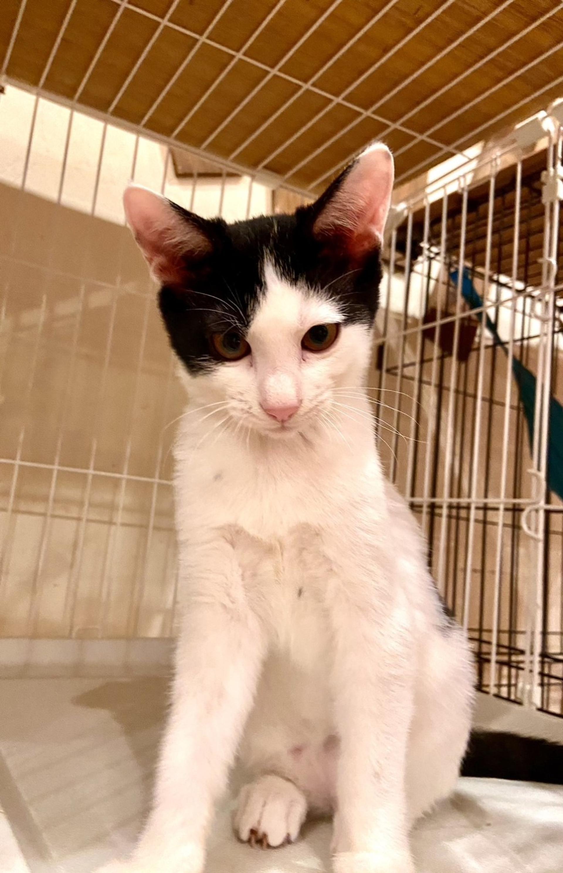 pet-image-2