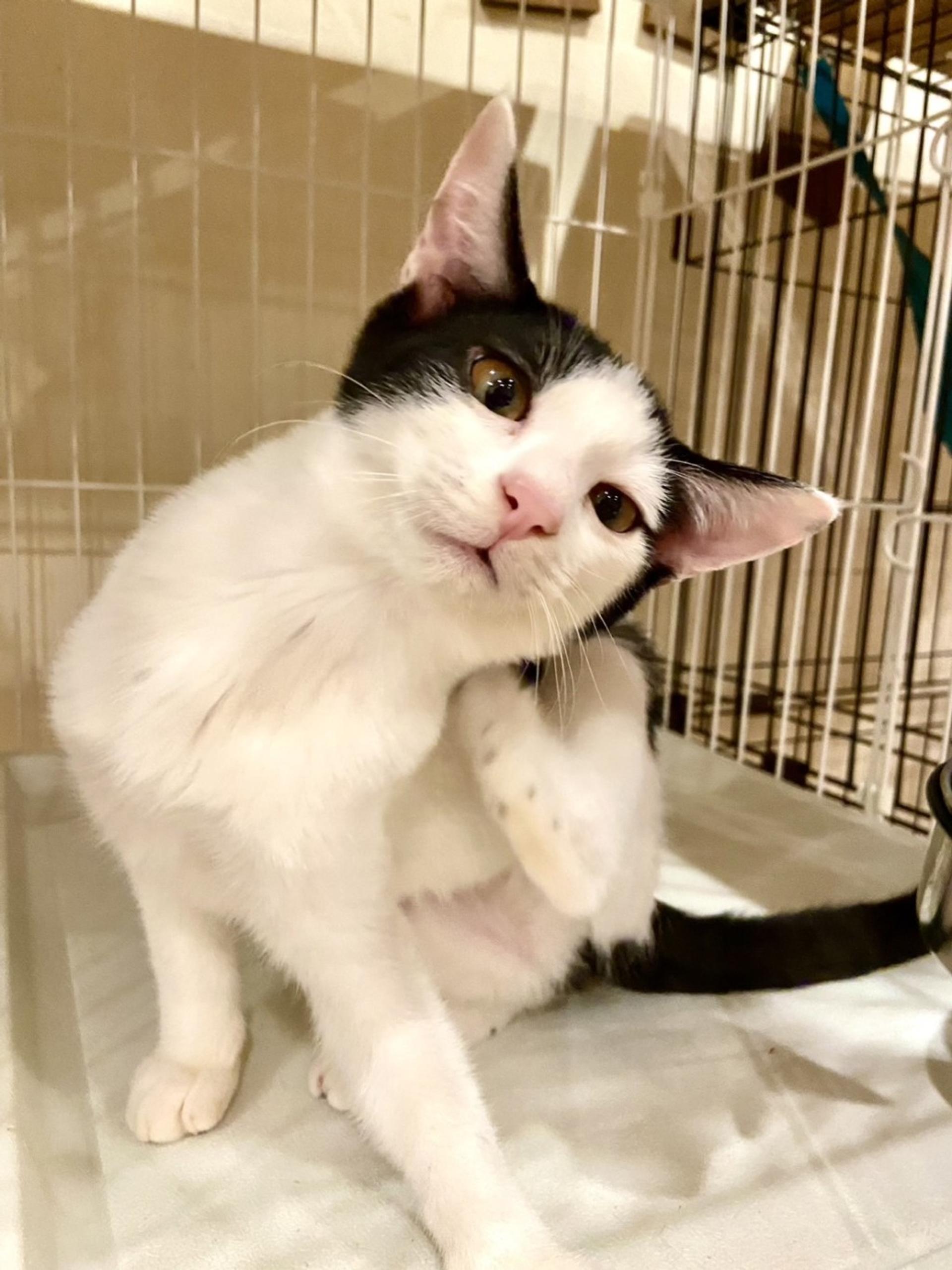 pet-image-3
