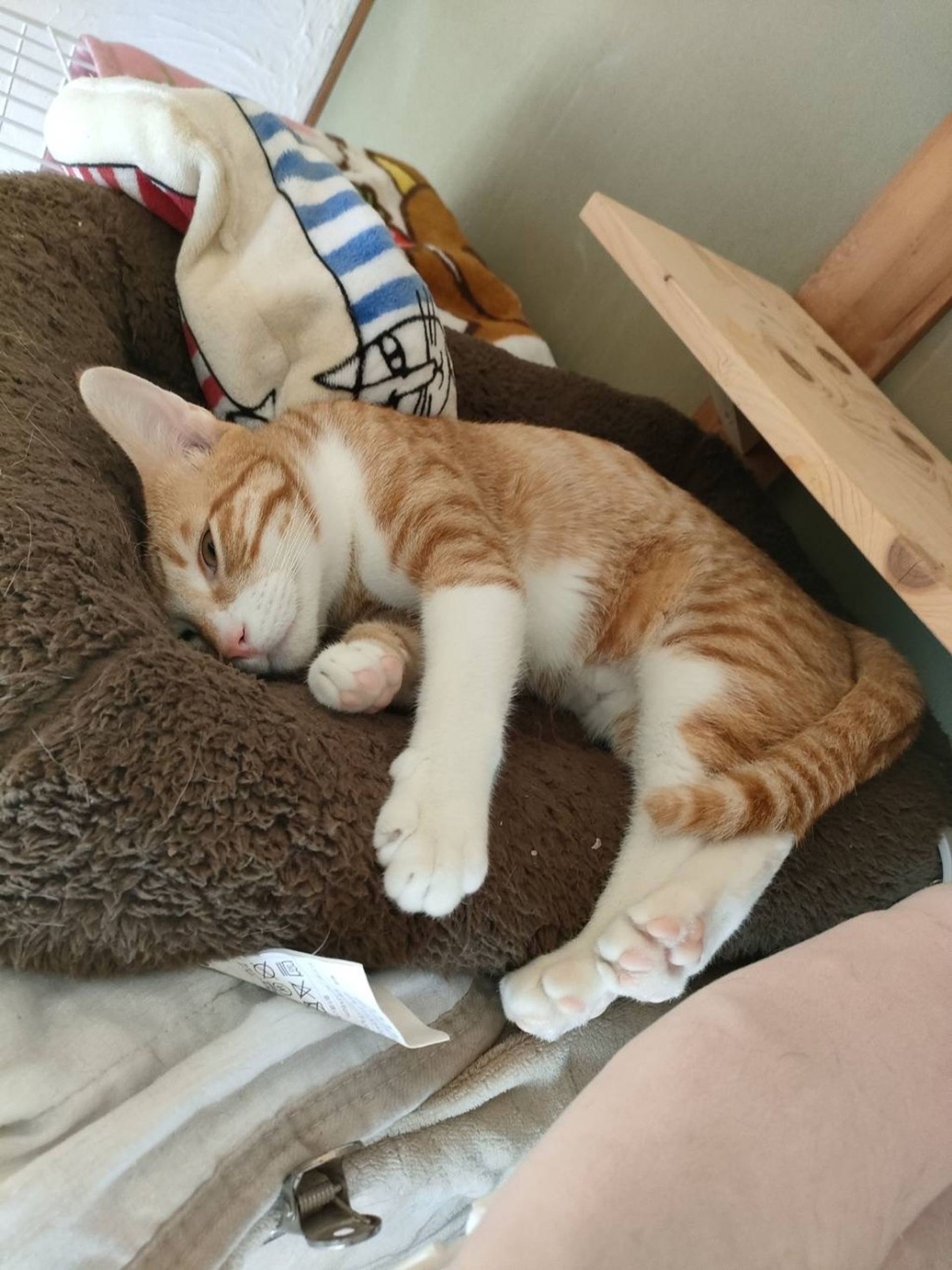 雑種（ミックス猫）・オスの里親募集の写真