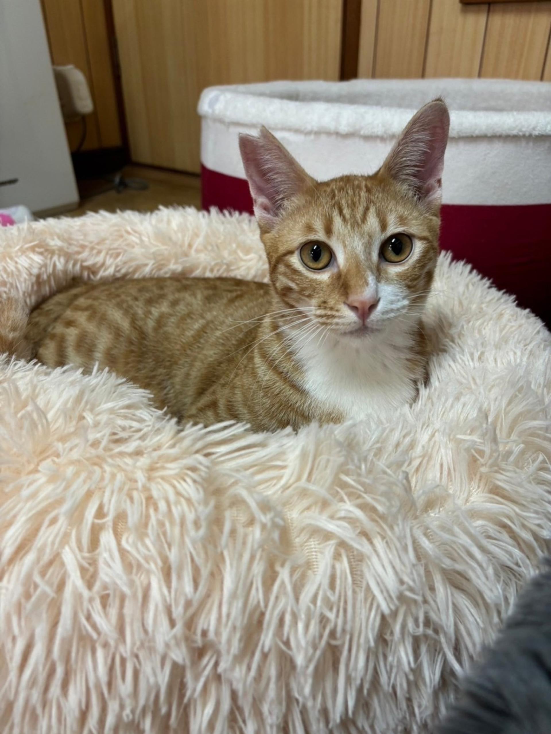 pet-image-5