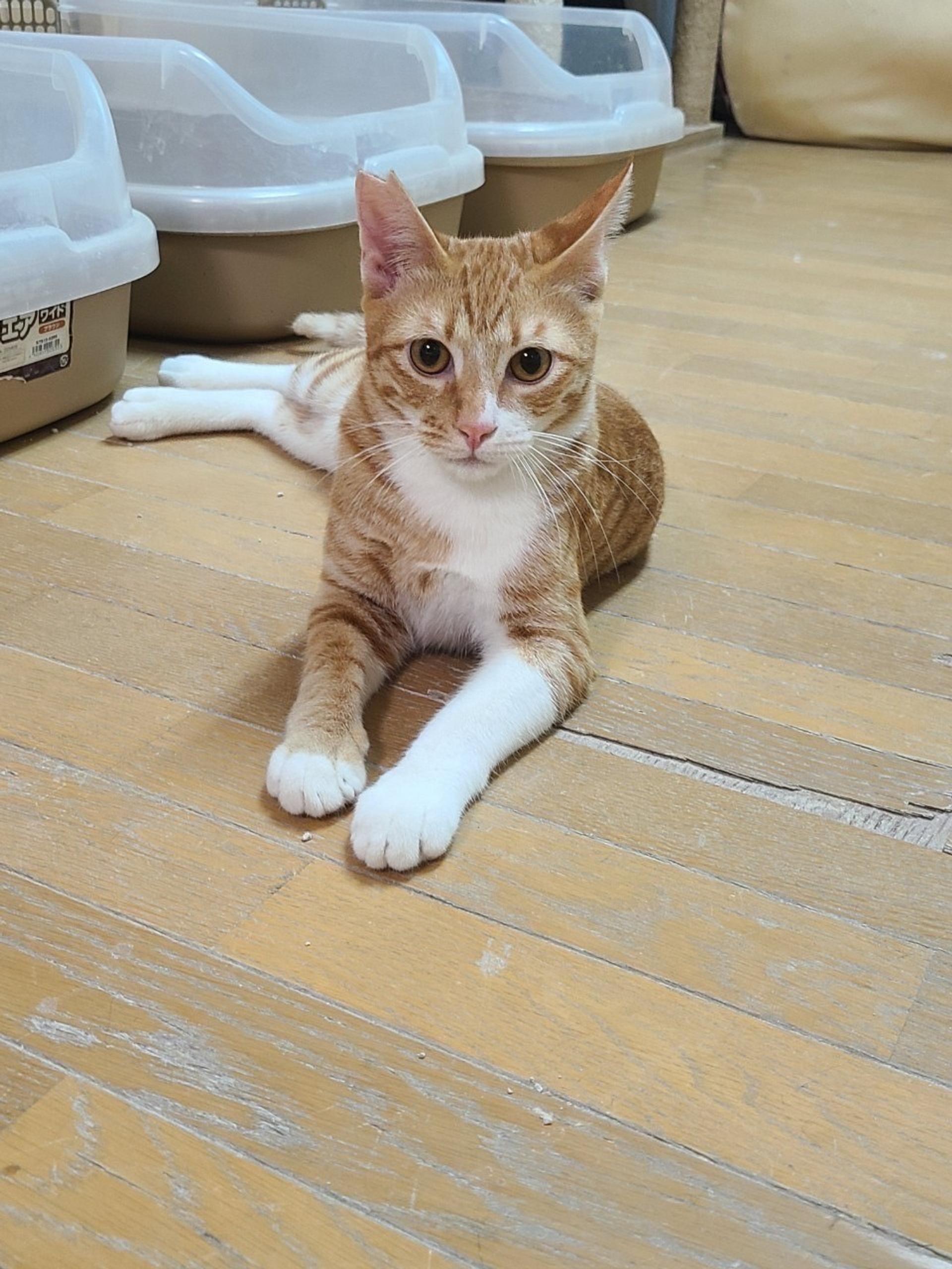 pet-image-2