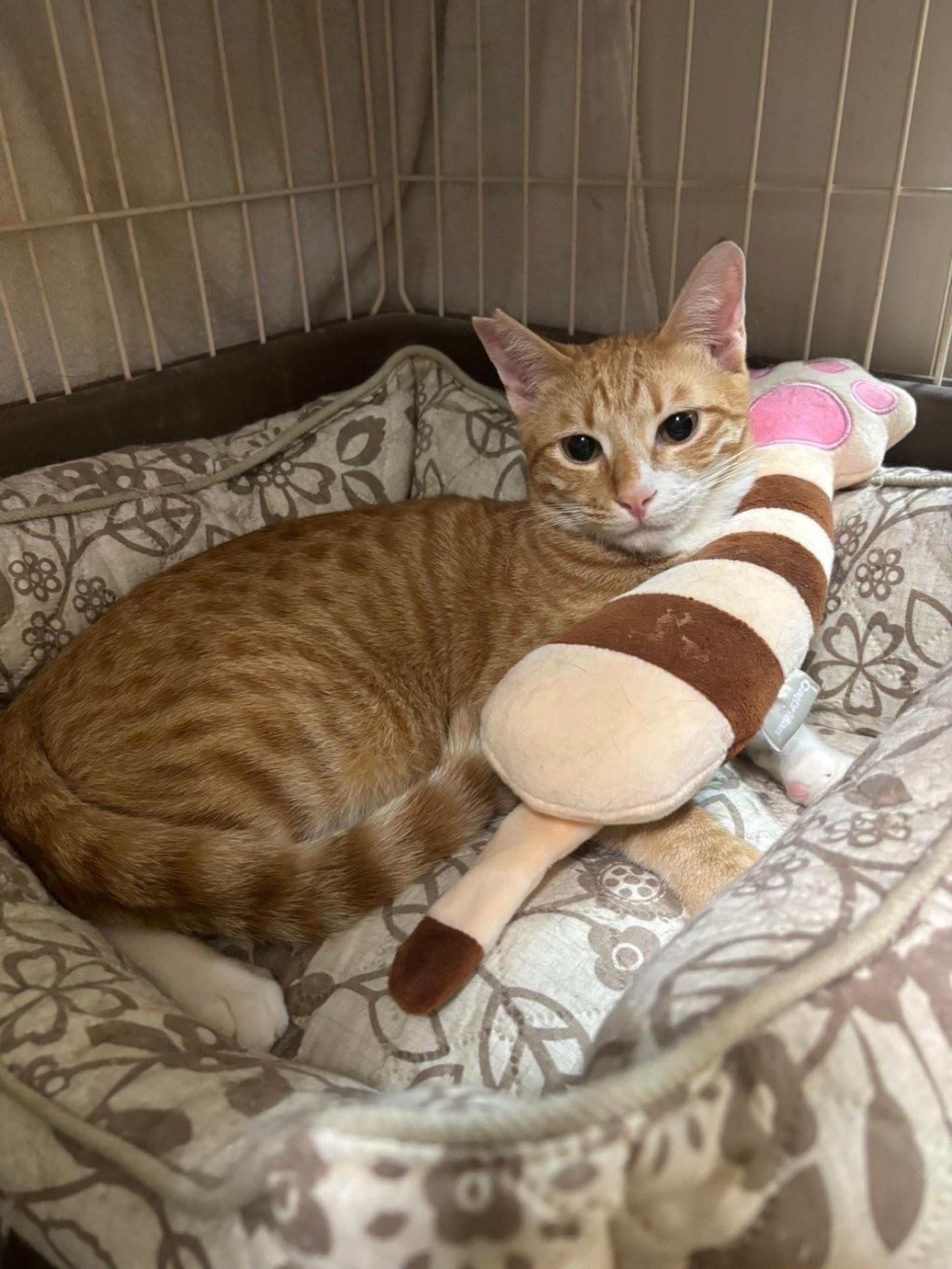 pet-image-3
